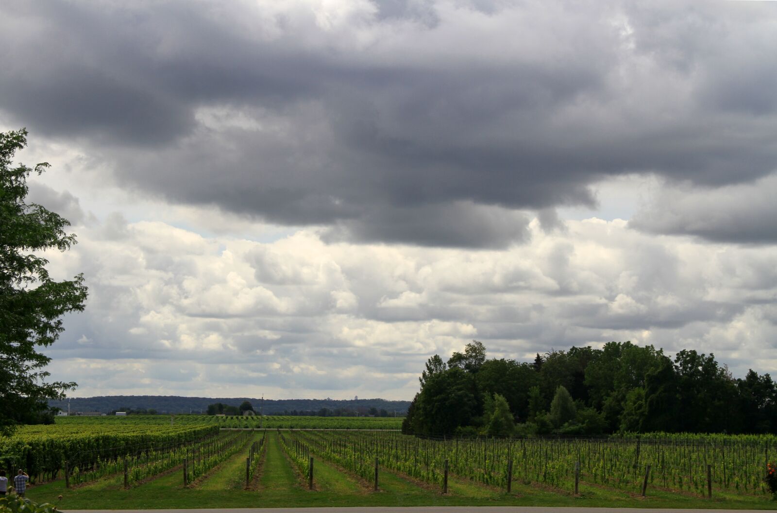 Canon EOS 7D sample photo. Vineyards, grapes, wine photography