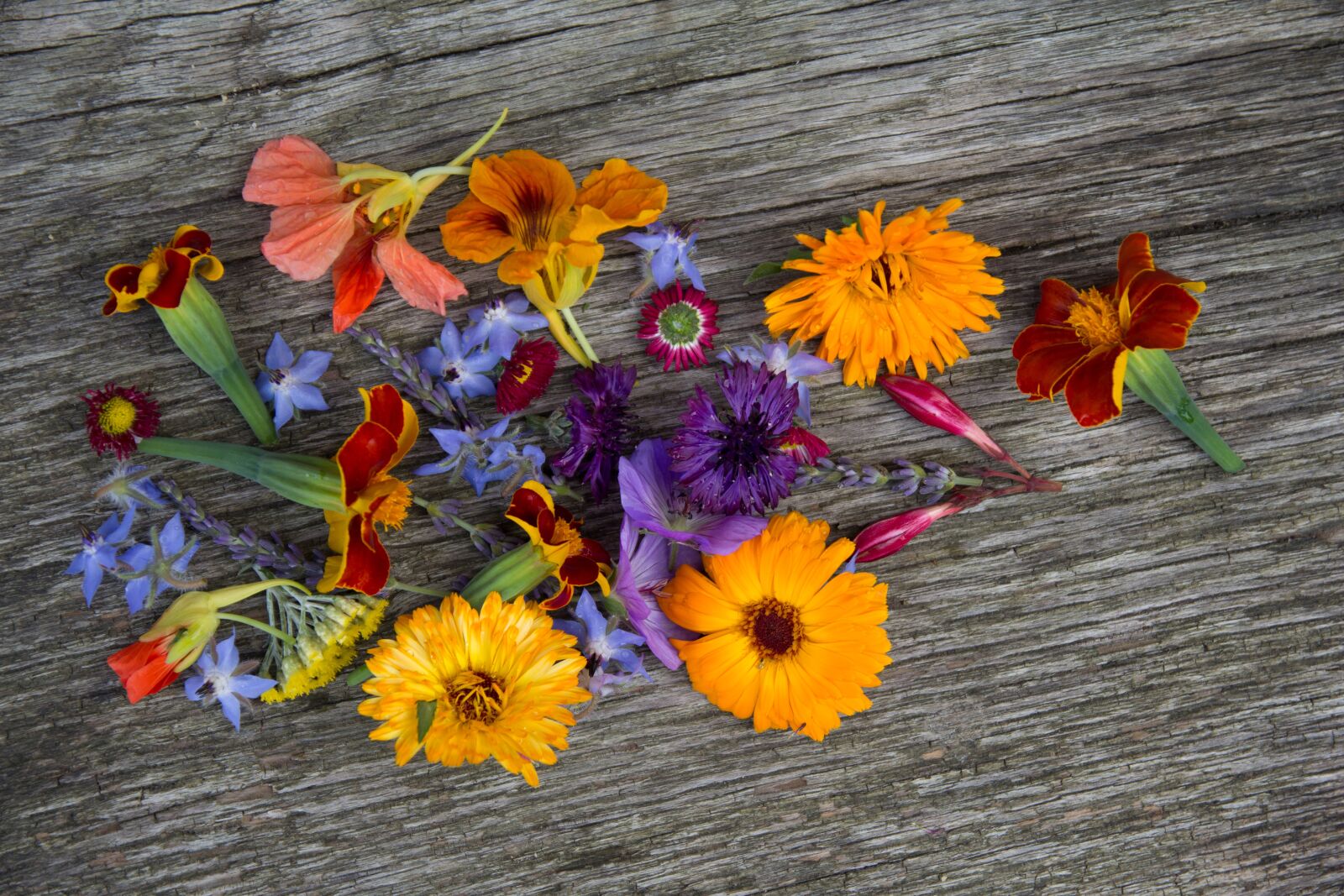 Canon EOS 60D sample photo. Flowers, flora, bloom photography