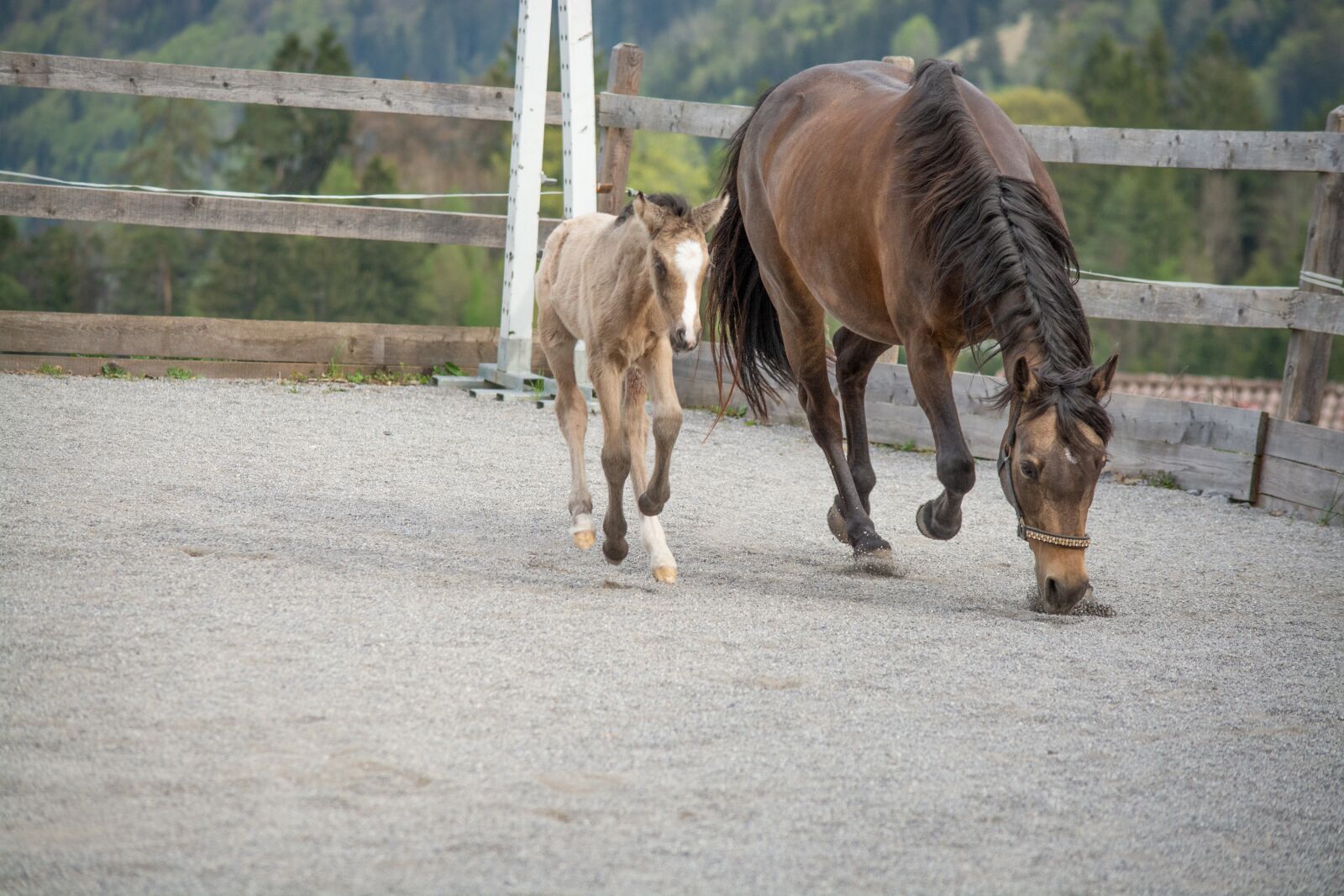 Nikon D7100 sample photo. Horse, pony, foal photography