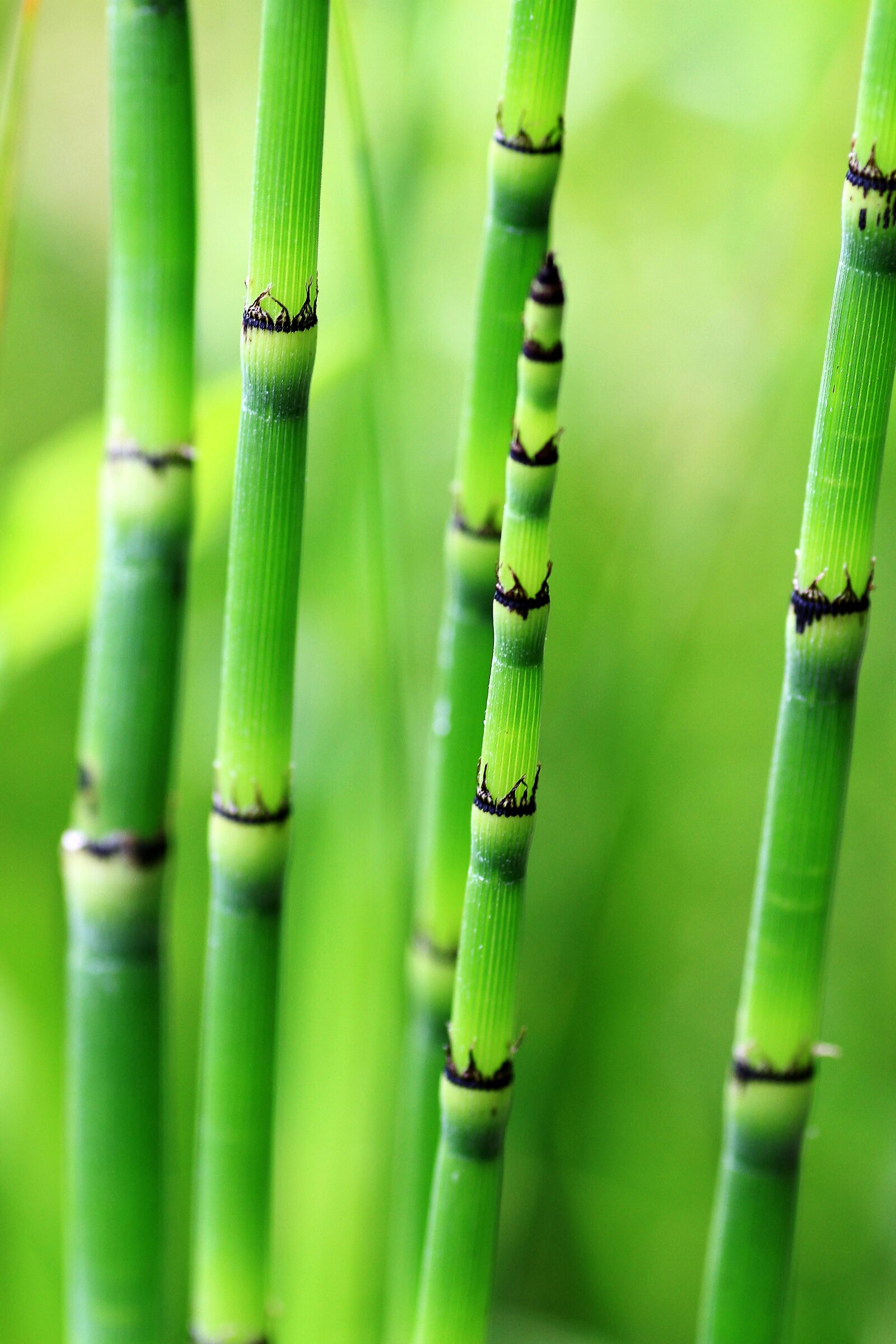Canon EOS 7D sample photo. Bamboo, green, nature photography