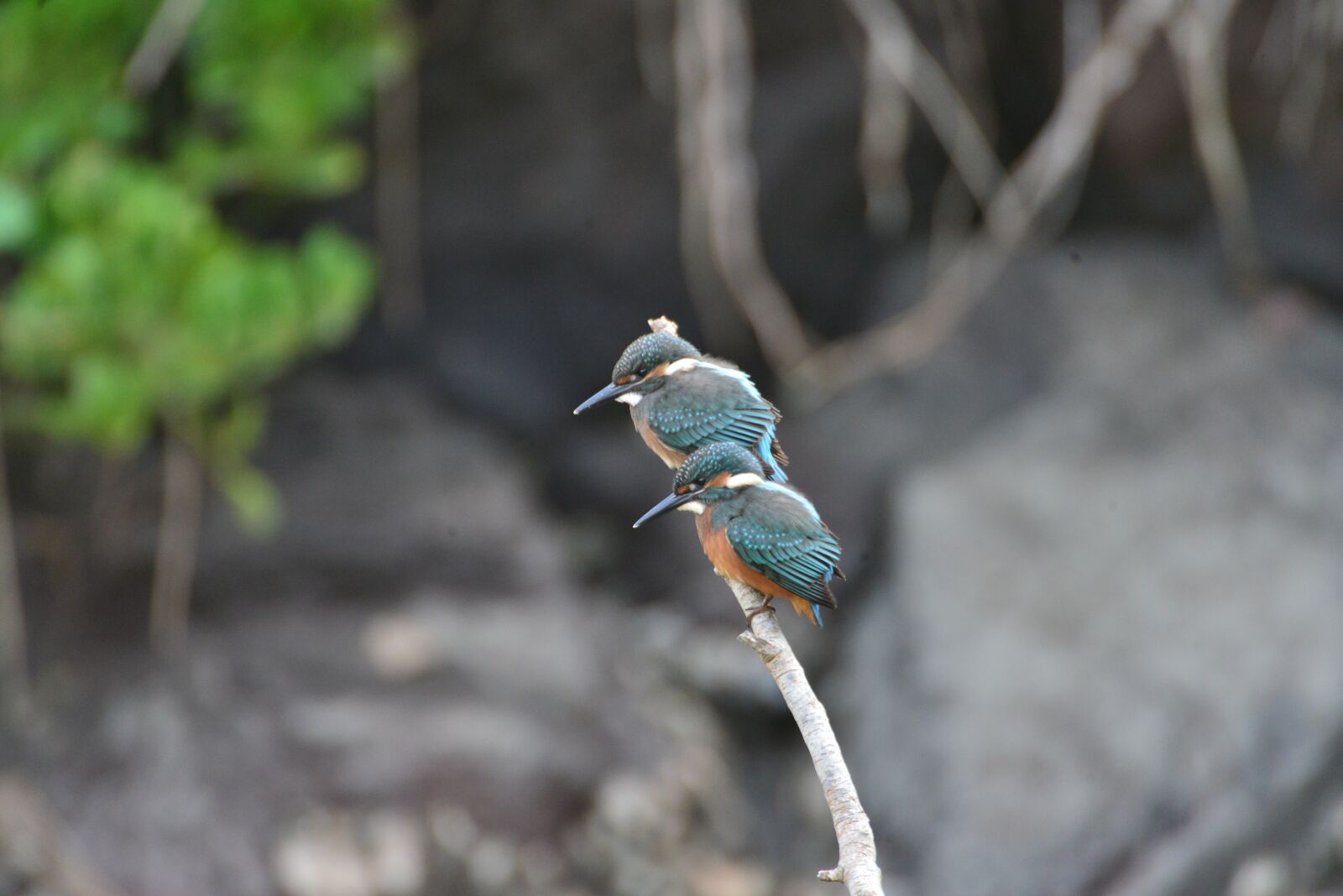 Nikon D800 sample photo. Natural, animal, wild animals photography