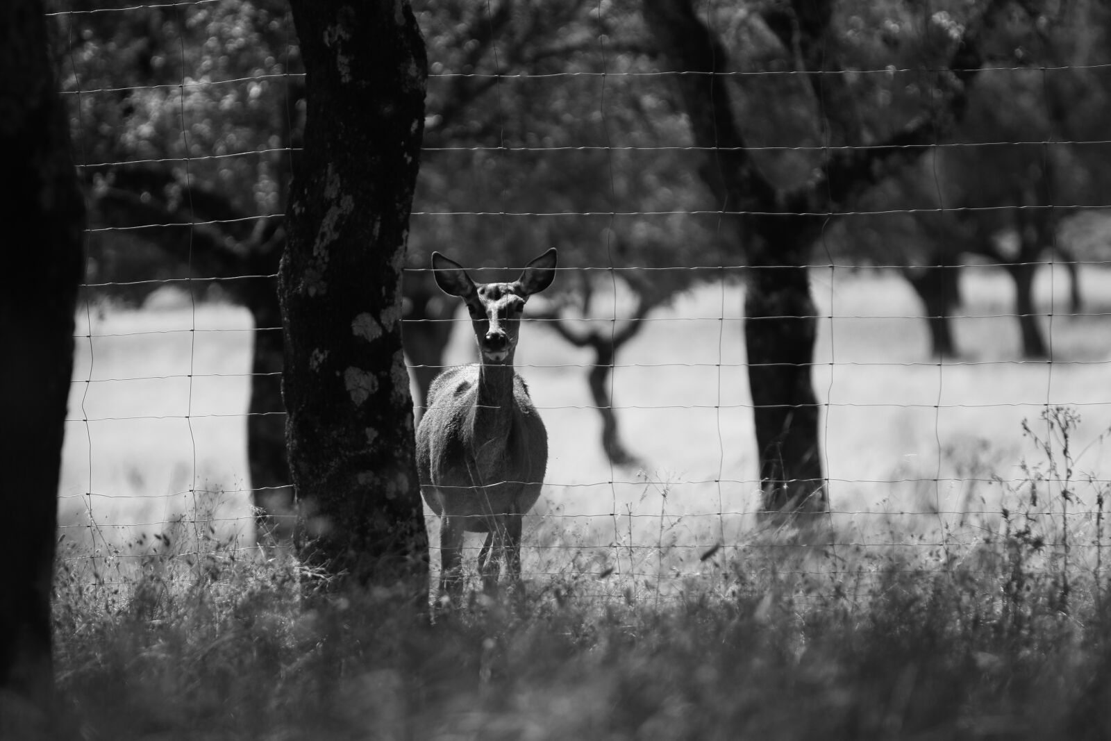 Canon EOS 70D sample photo. Deer, dehesa, field photography