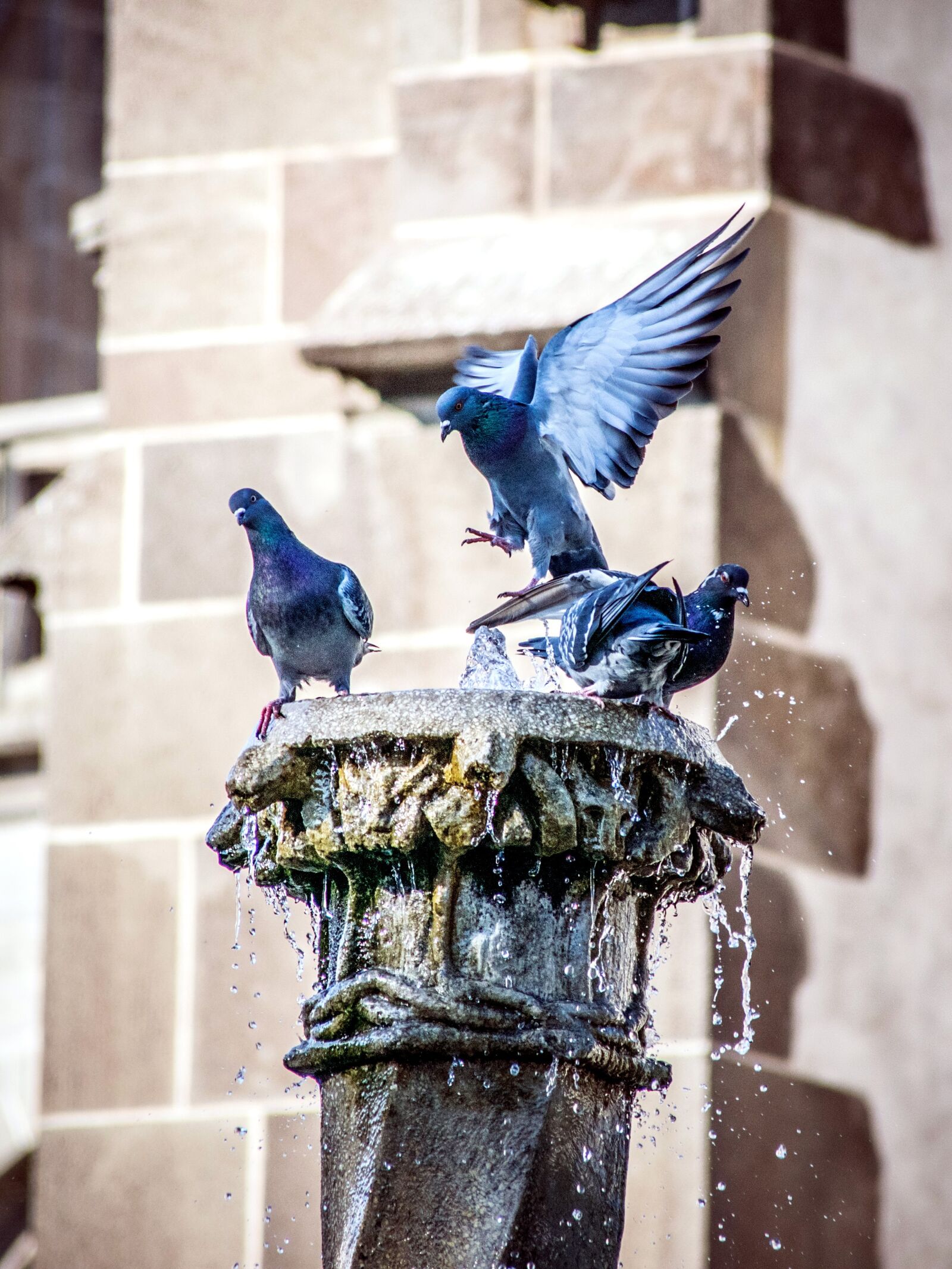 Nikon D5300 sample photo. Pigeon, bird, fauna photography