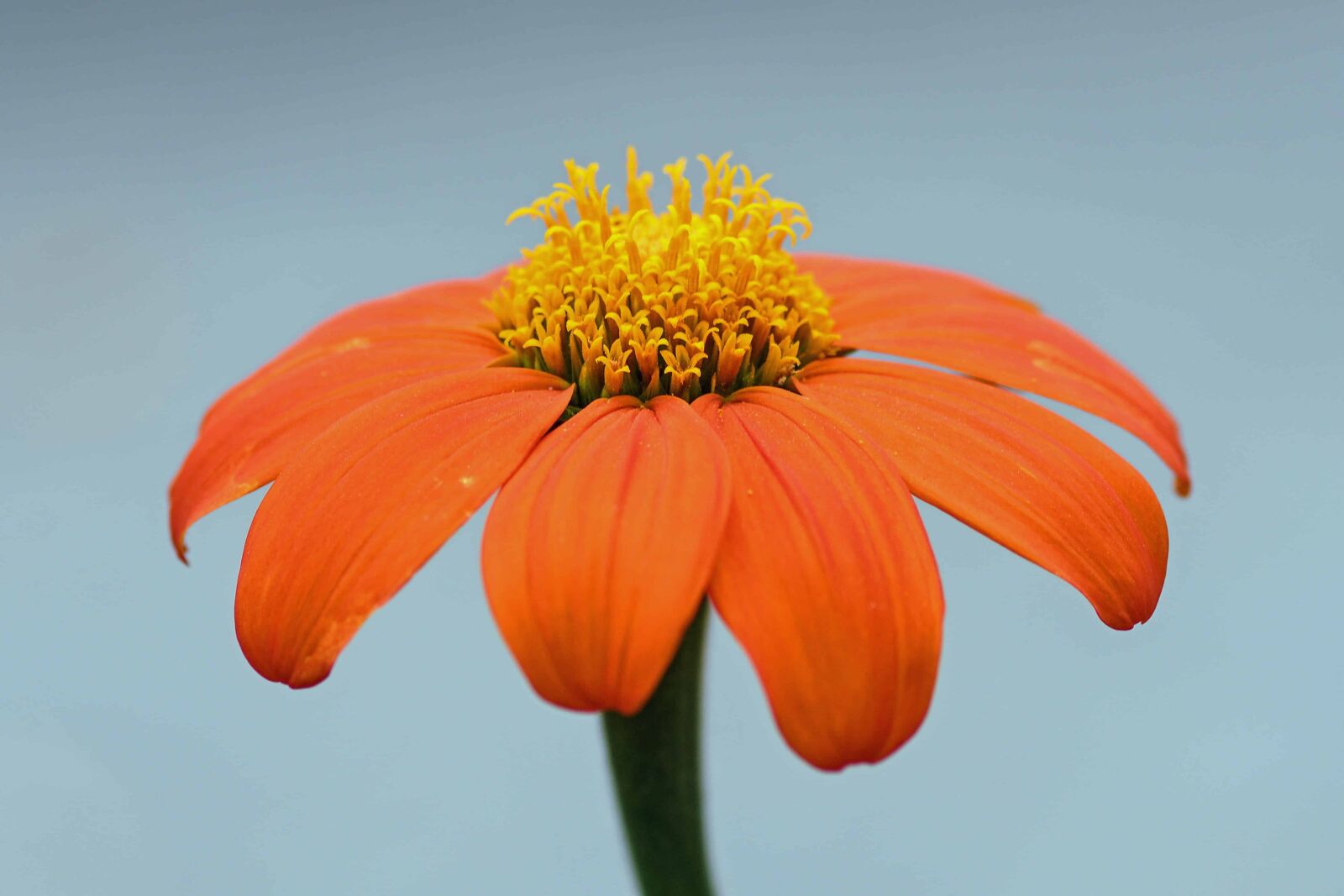Nikon D500 sample photo. Flower, summer, nature, flora photography