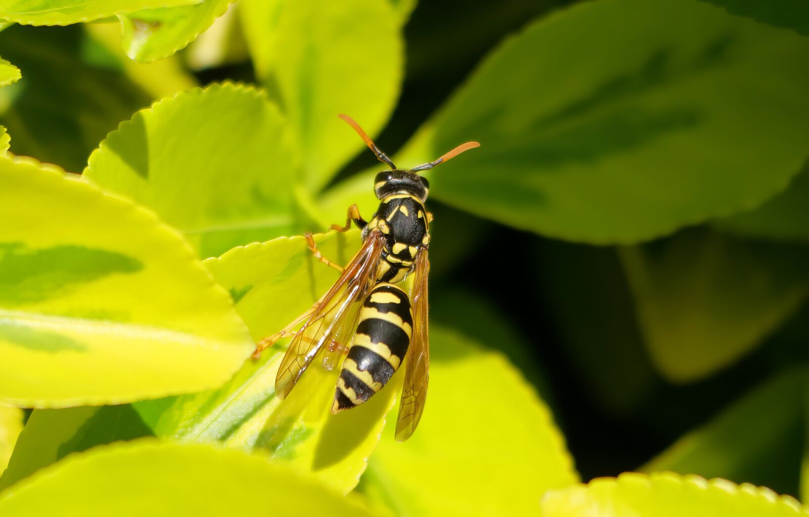 Panasonic Lumix DC-G9 sample photo. Wasp, insect, bee photography