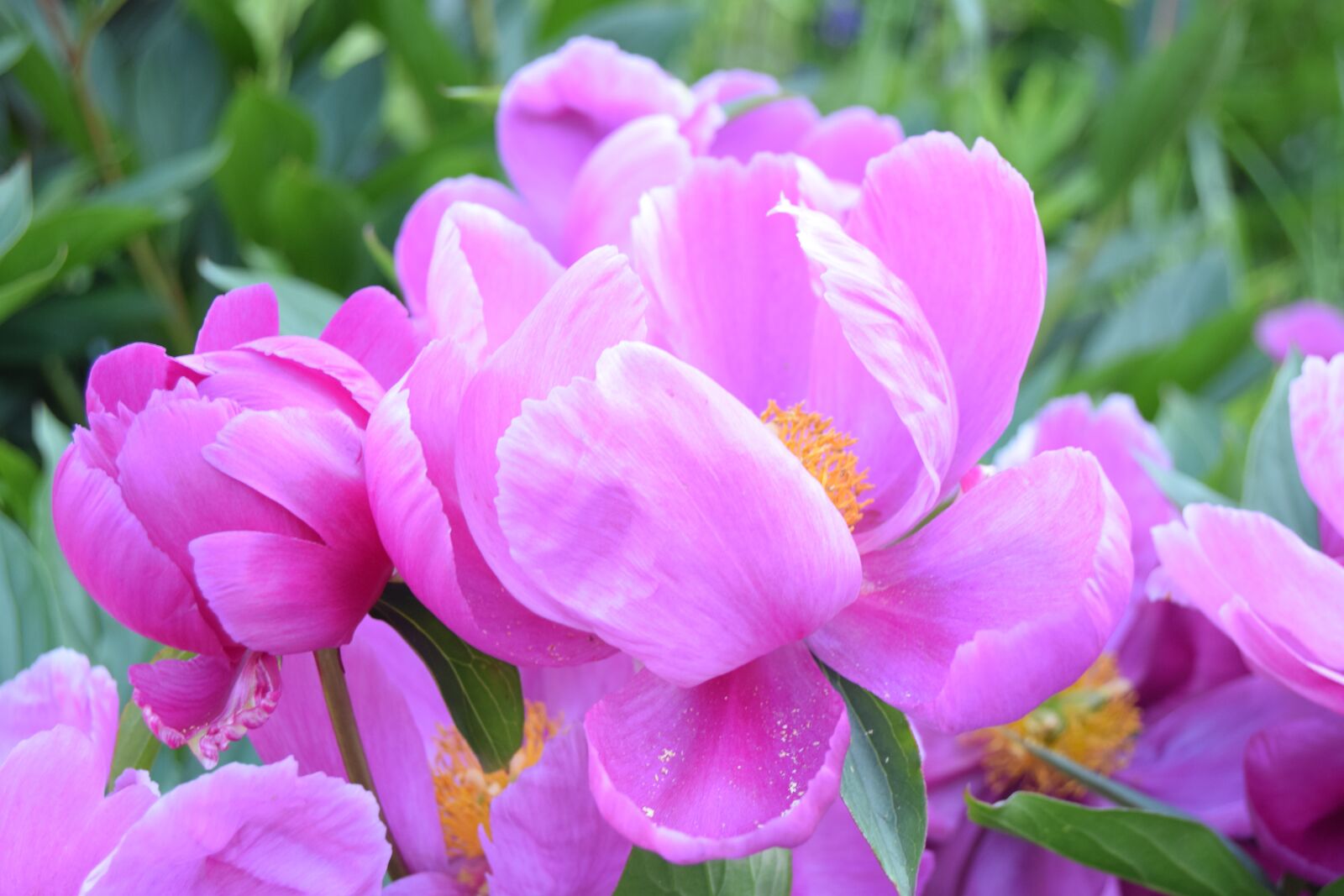 Nikon D3300 sample photo. Flower, peony, pink photography