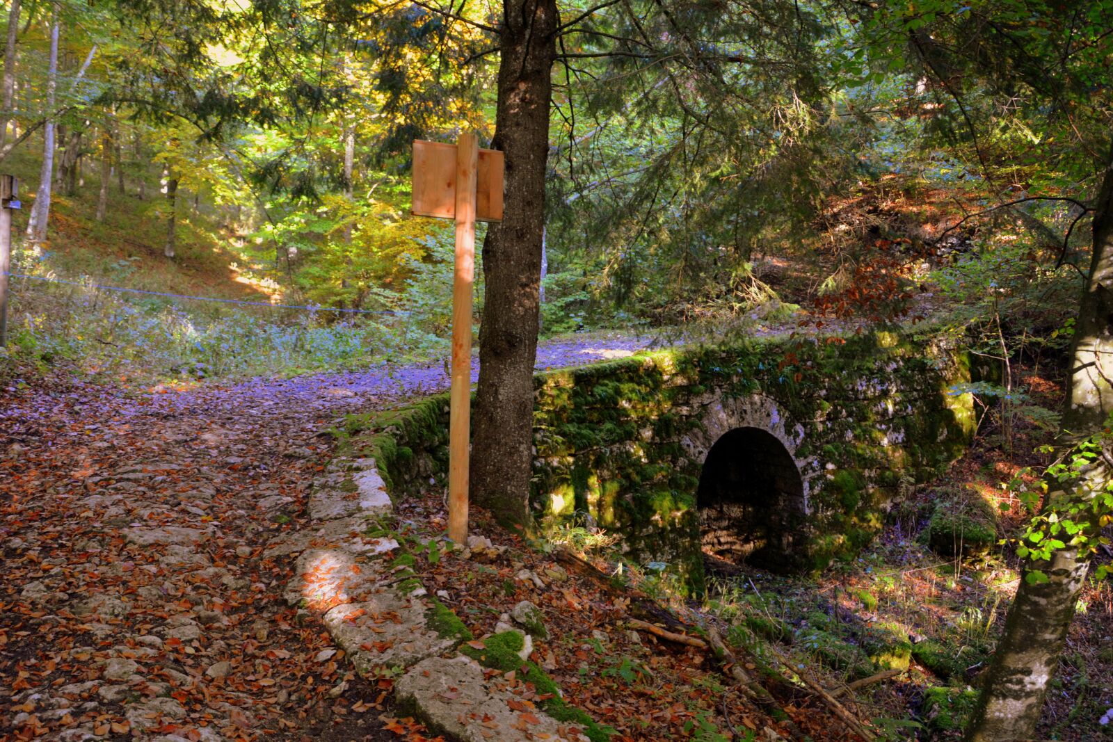 Nikon D7100 sample photo. Bridge, excursion, forest photography