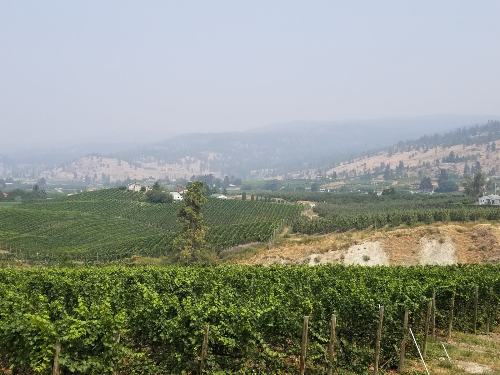 Samsung Galaxy S8+ sample photo. Penticton, canada, vineyard photography