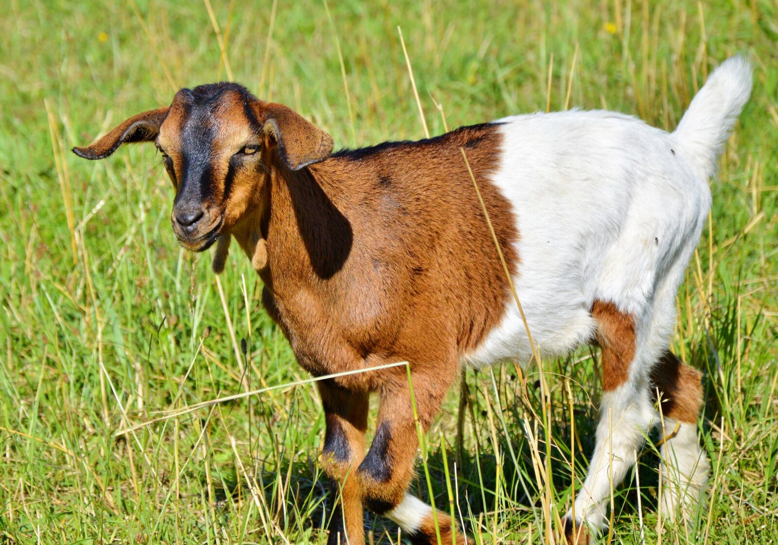 Nikon D3200 sample photo. Goat, prima donna, geiss photography