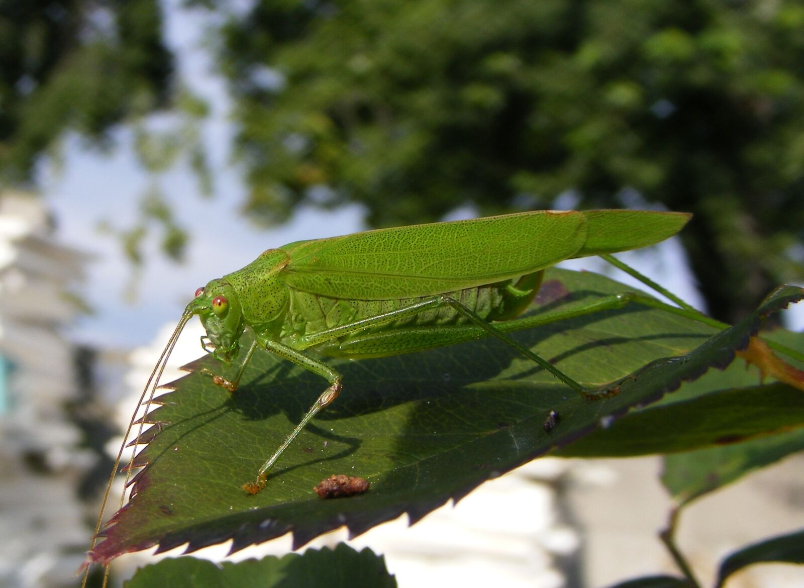 Fujifilm FinePix S5700 S700 sample photo. Cricket, nature, insect photography