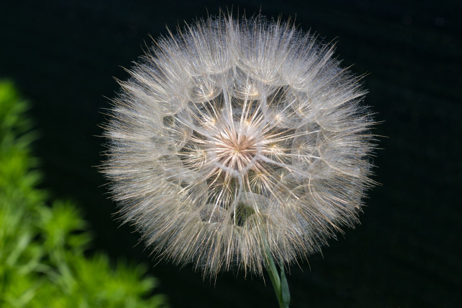 Canon EOS 700D (EOS Rebel T5i / EOS Kiss X7i) sample photo. Macro, dandelion, flower photography