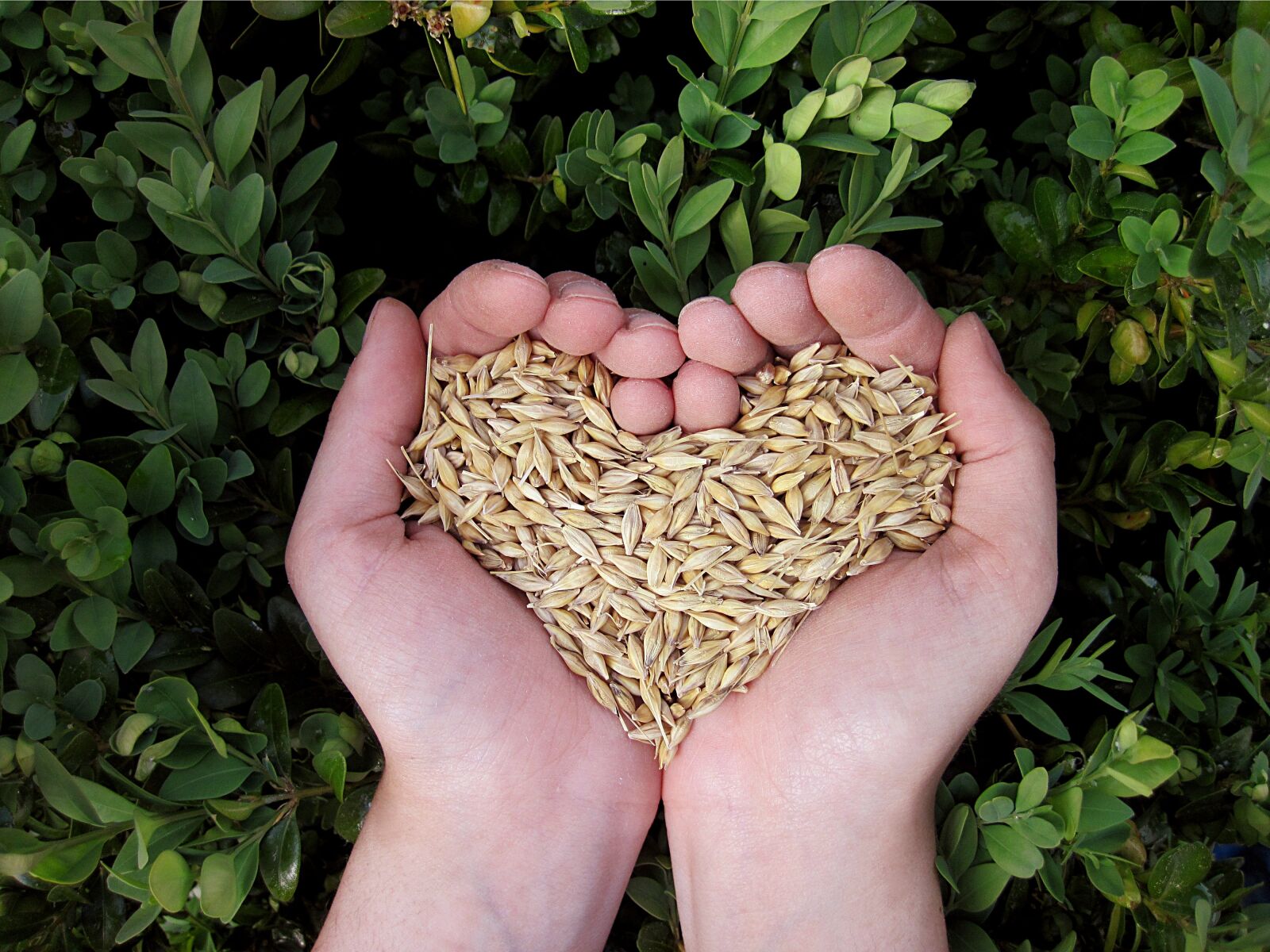 Canon PowerShot D10 sample photo. Heart, hands, food photography
