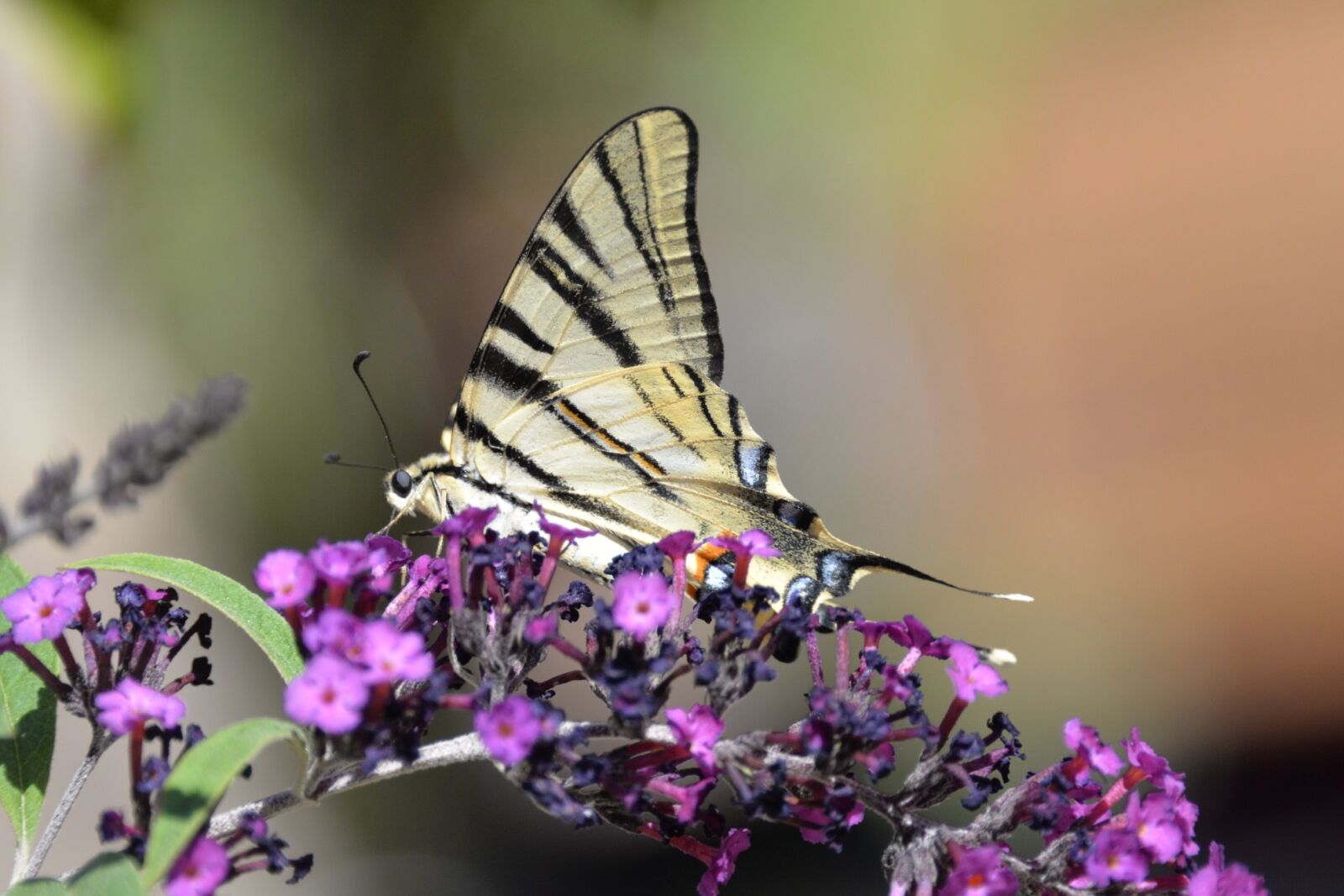 Nikon D610 sample photo. Butterfly, tigerprint, bug photography