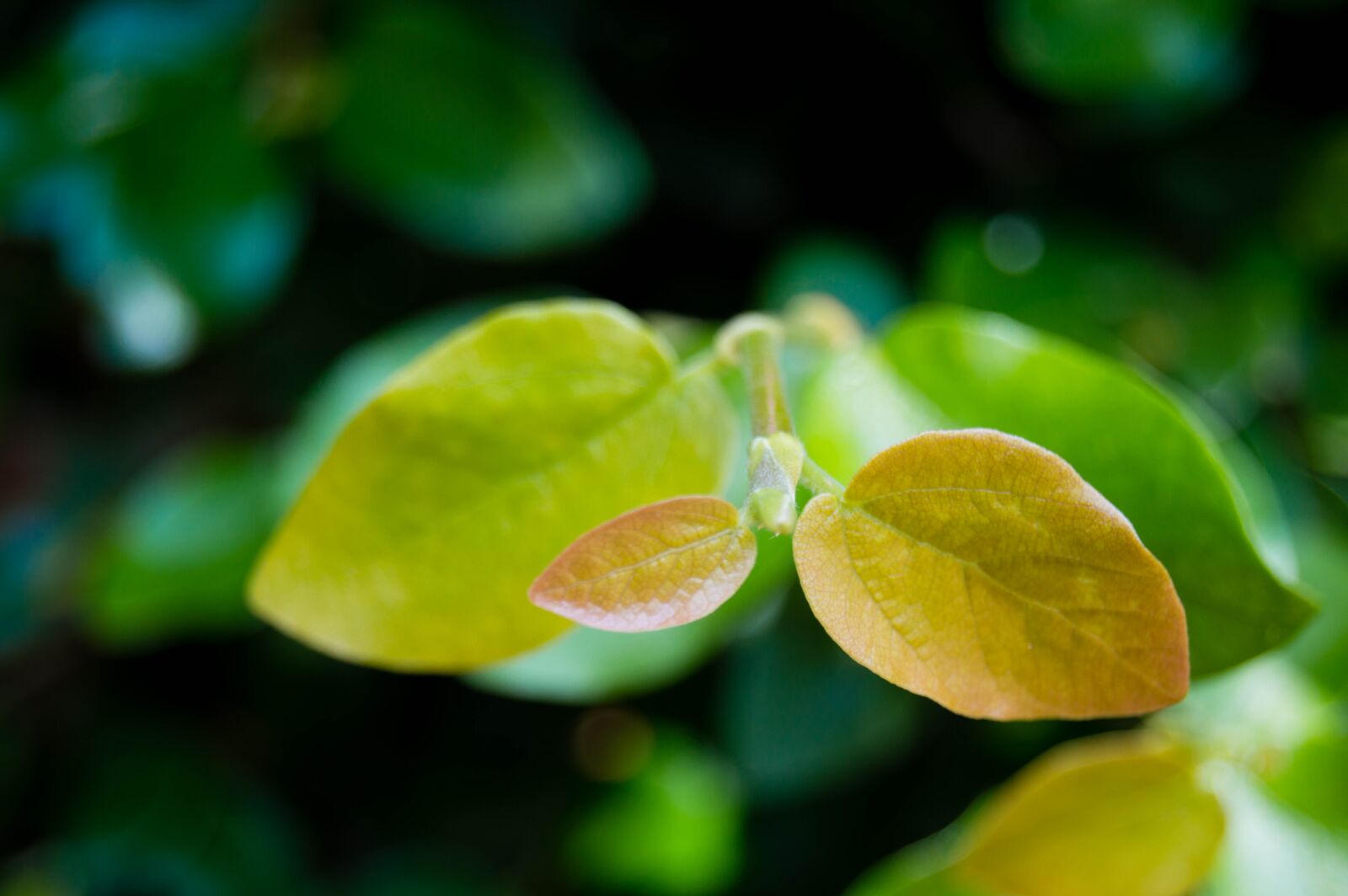Nikon D3200 sample photo. Nature, leaf, garden photography
