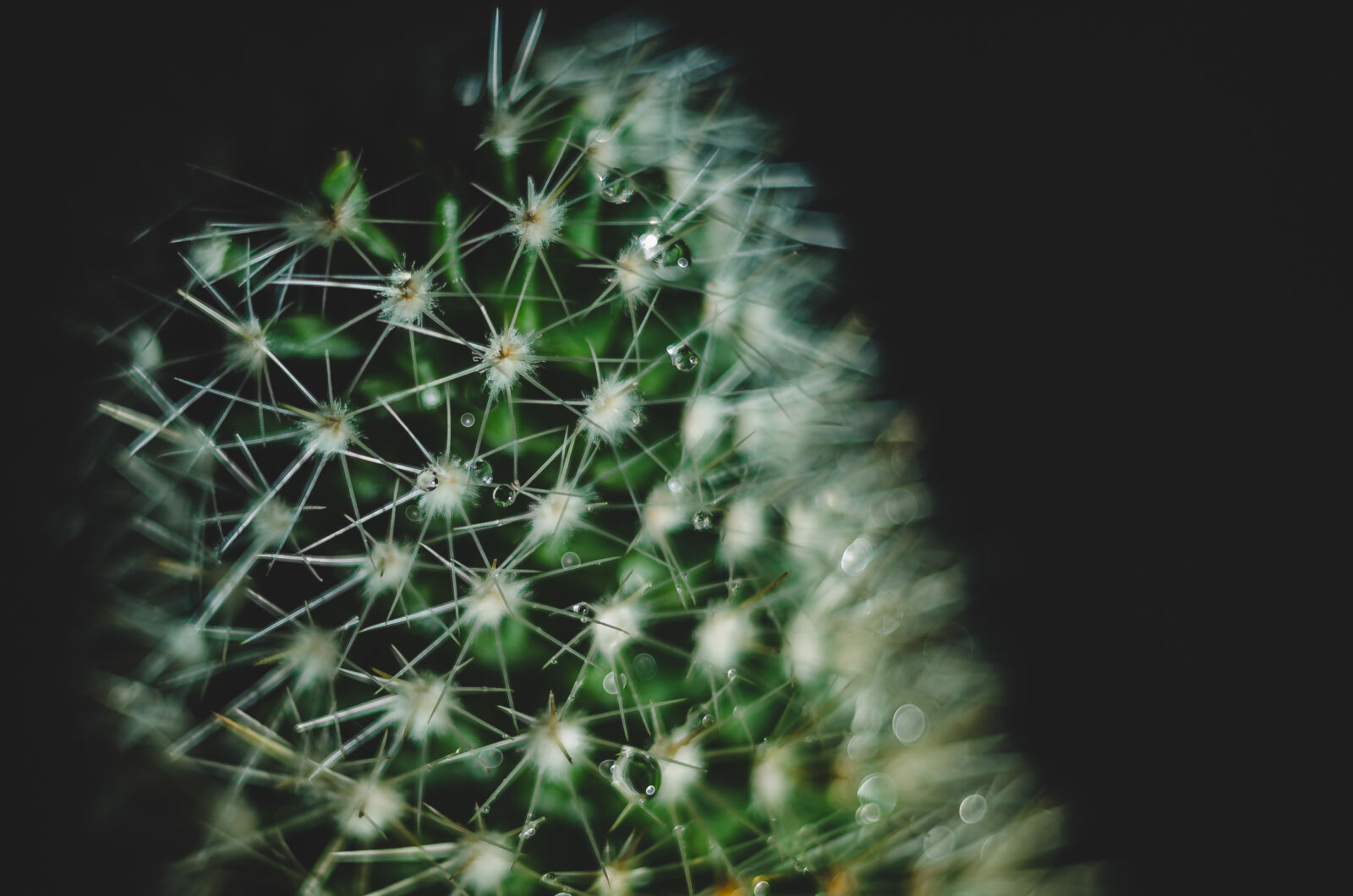 Nikon D7000 sample photo. Cactus, drop, of, water photography