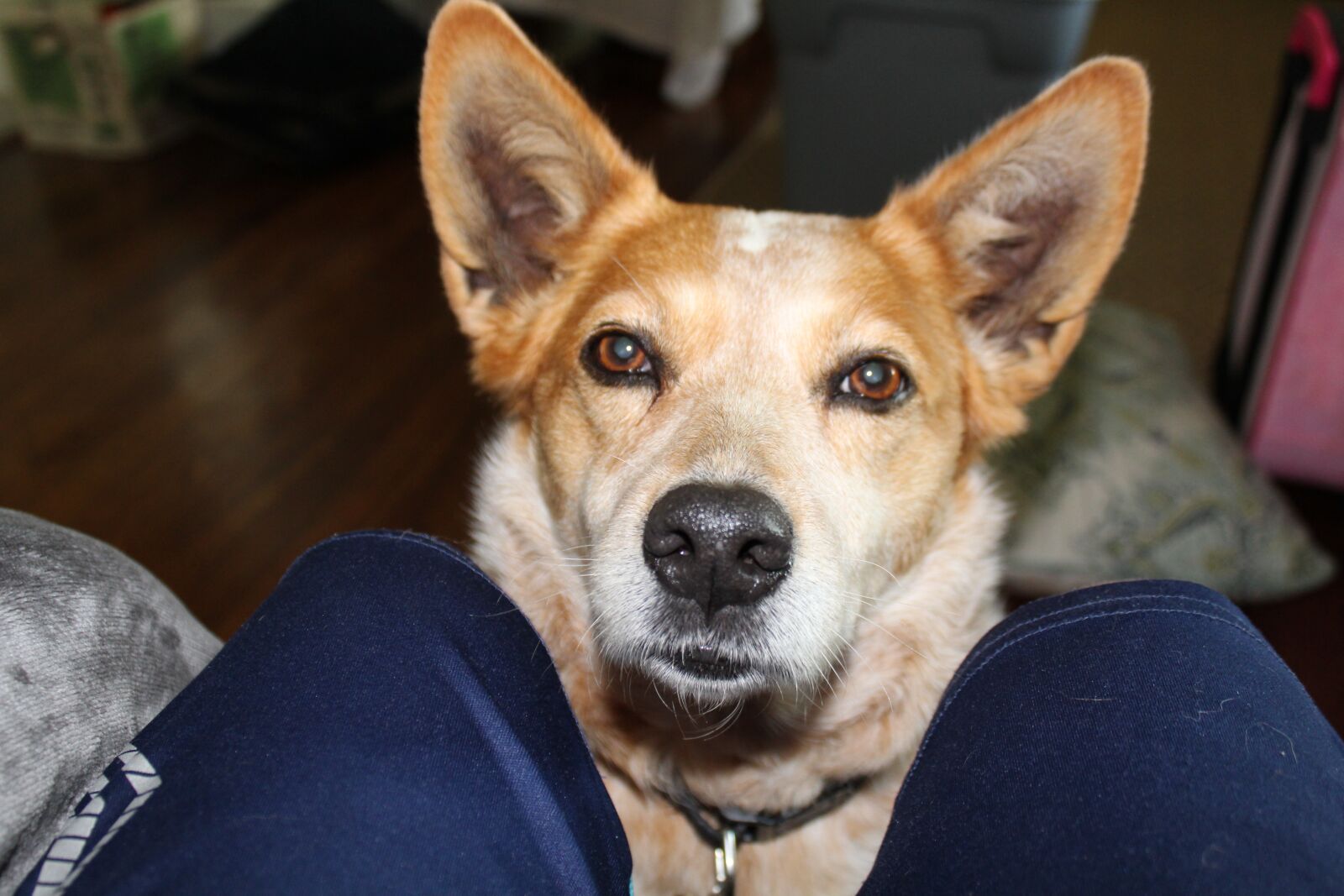 Canon EOS 1300D (EOS Rebel T6 / EOS Kiss X80) sample photo. Dog, corgi, red heeler photography
