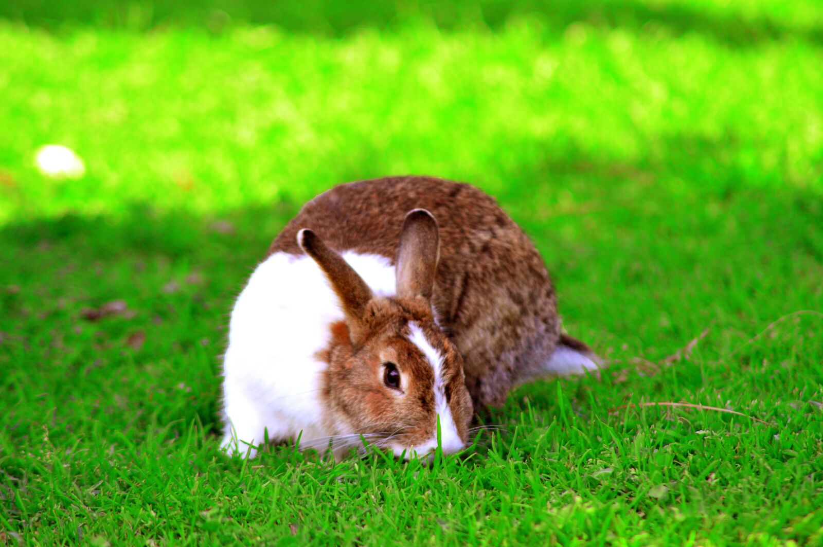 Nikon D3200 sample photo. Rabbit, animal, nature photography
