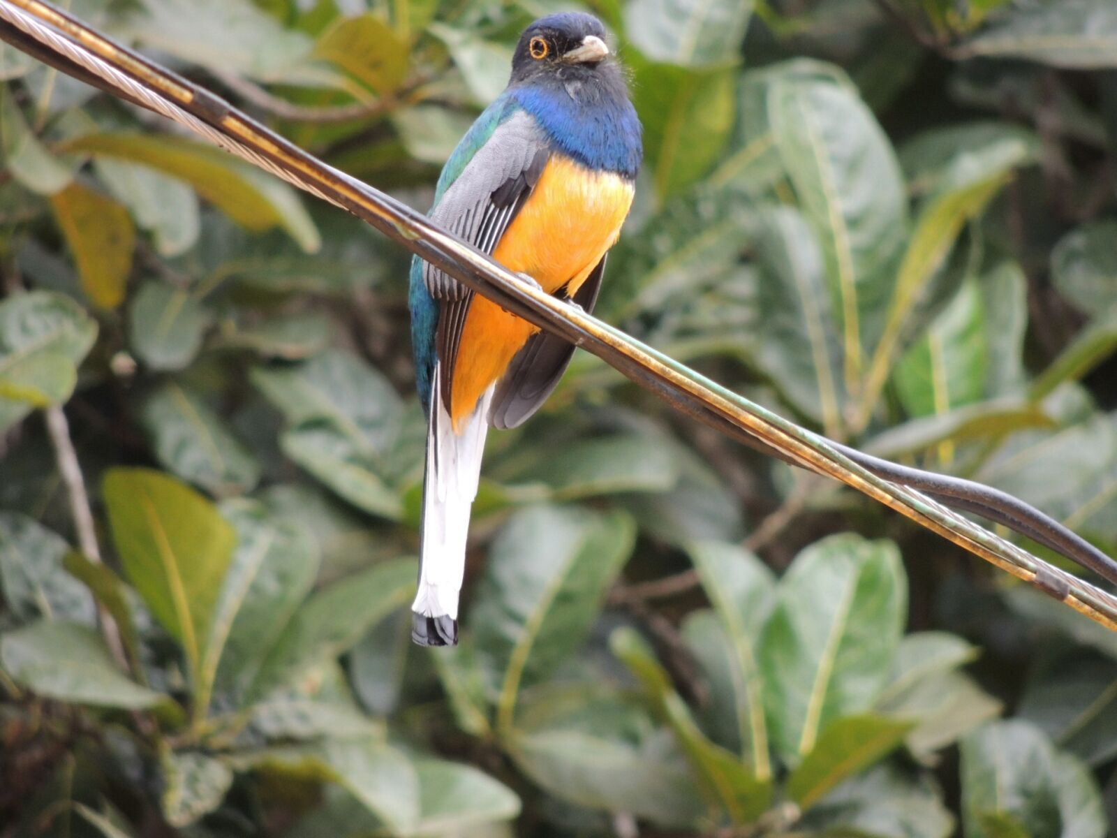Nikon Coolpix P510 sample photo. Surucuá, brazilian bird, brazil photography