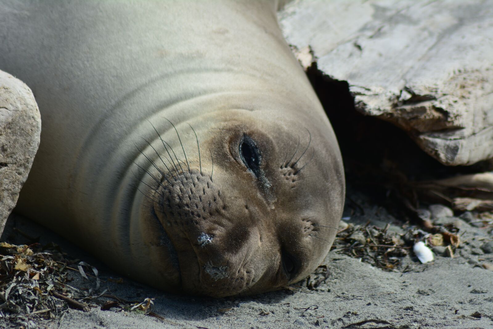 Nikon D7100 sample photo. Female, elephant seal, animal photography