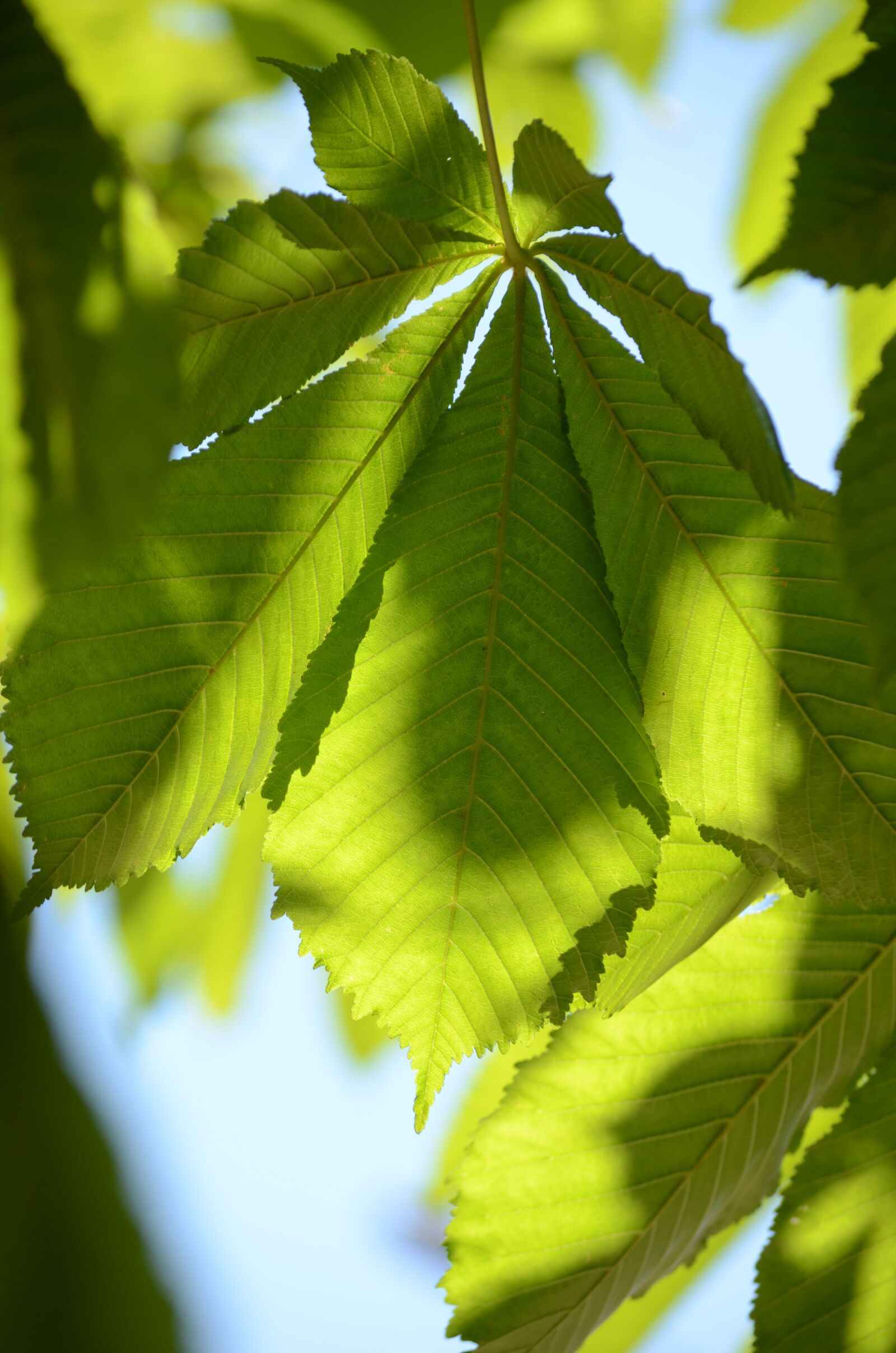 Nikon D7000 sample photo. Leaves, green, nature photography