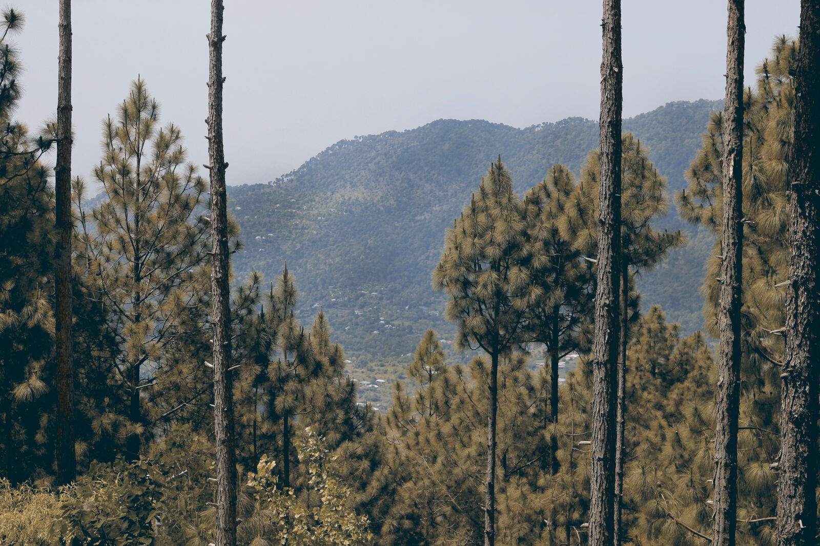 Canon EF 50mm F1.8 II sample photo. Trees, on, mountain photography