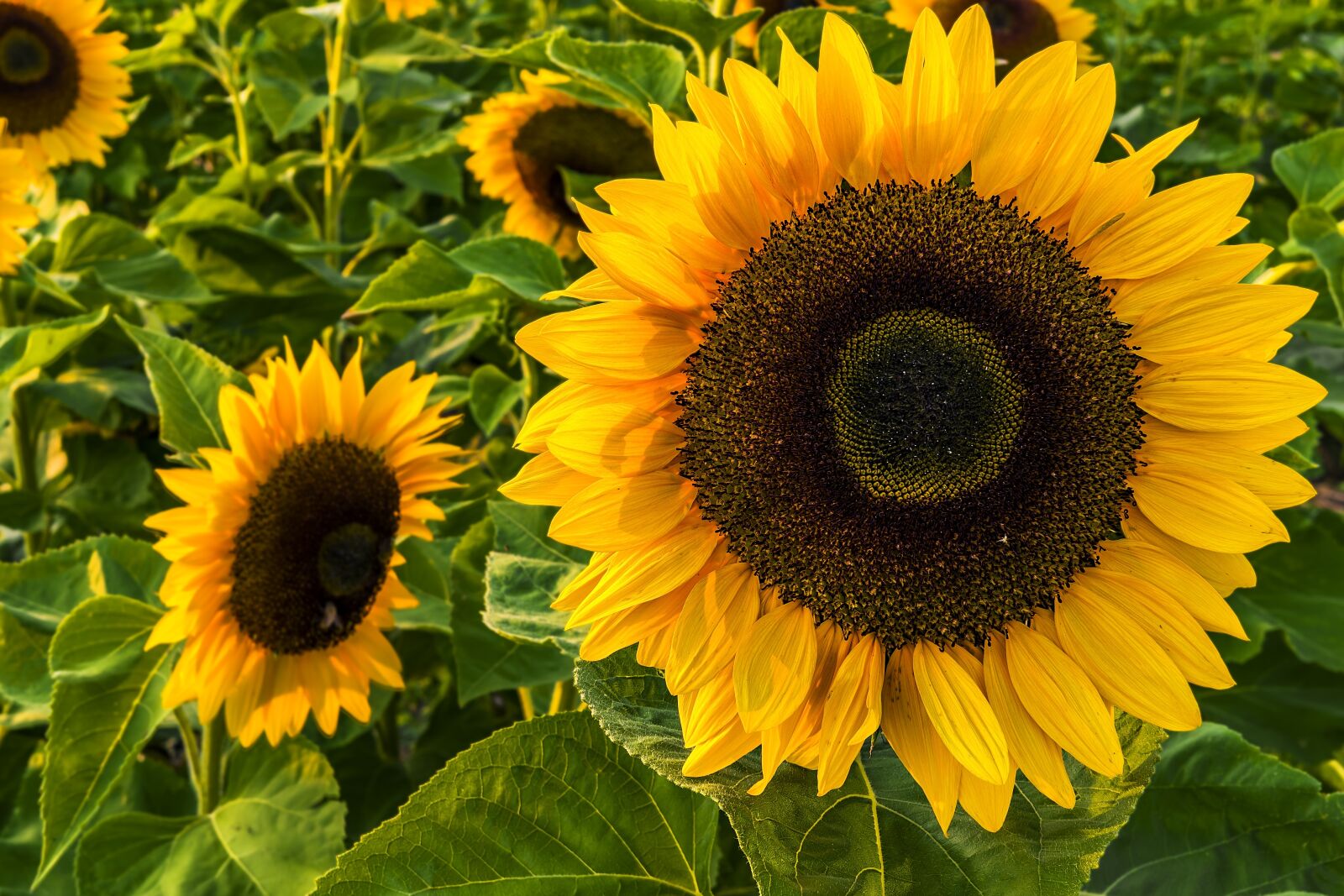 Sony a6300 + Sigma 30mm F2.8 EX DN sample photo. Sunflower, summer, sunflower field photography