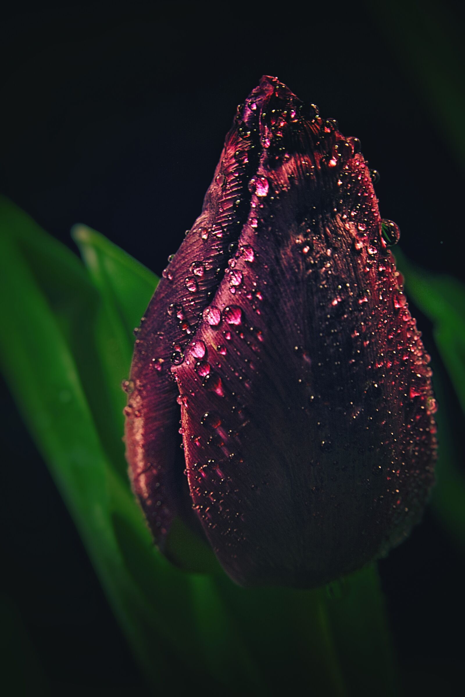 Canon EOS 6D Mark II sample photo. Tulip, drip, flower photography