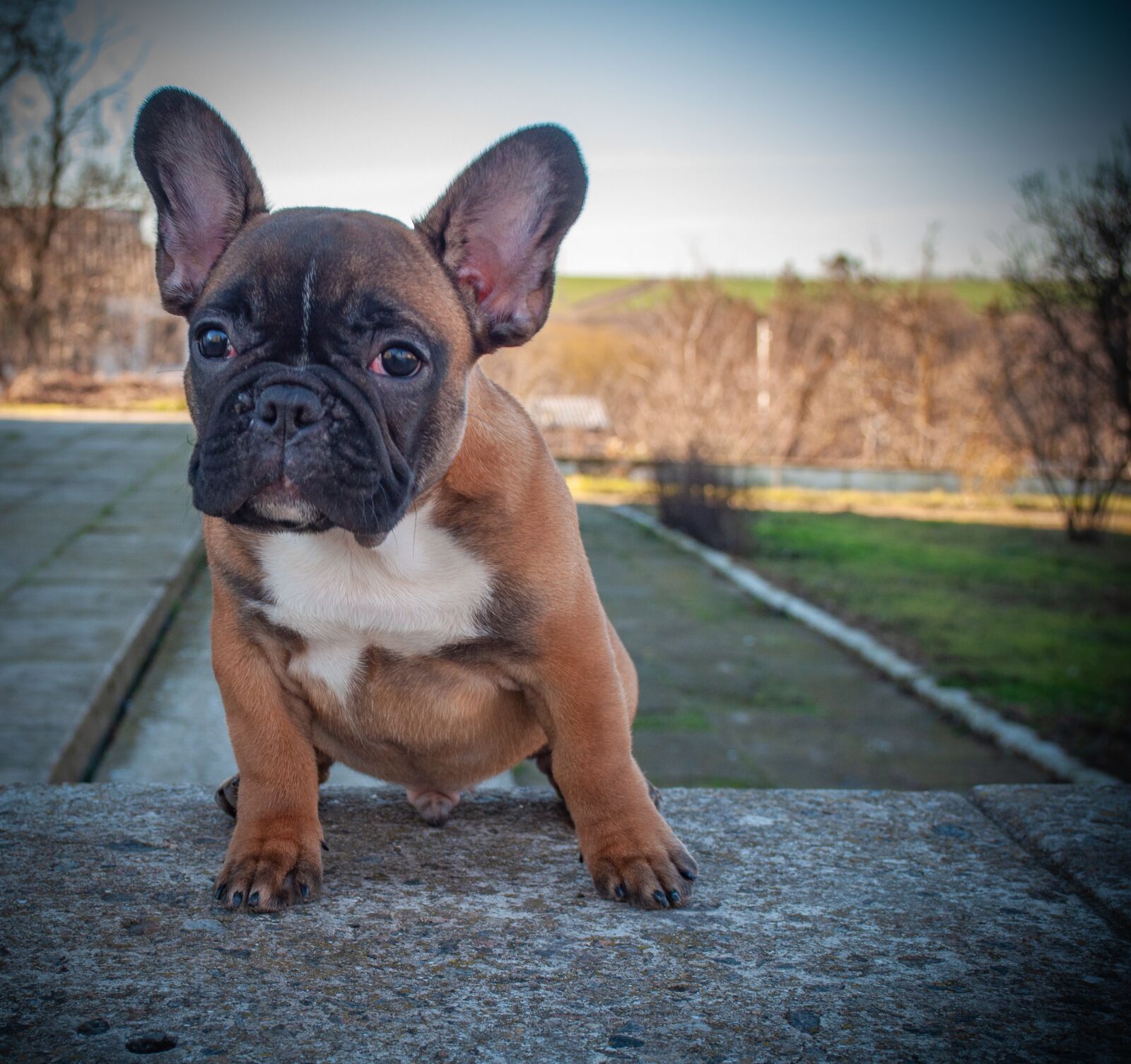 Nikon D5000 sample photo. French bulldog, puppy, pet photography