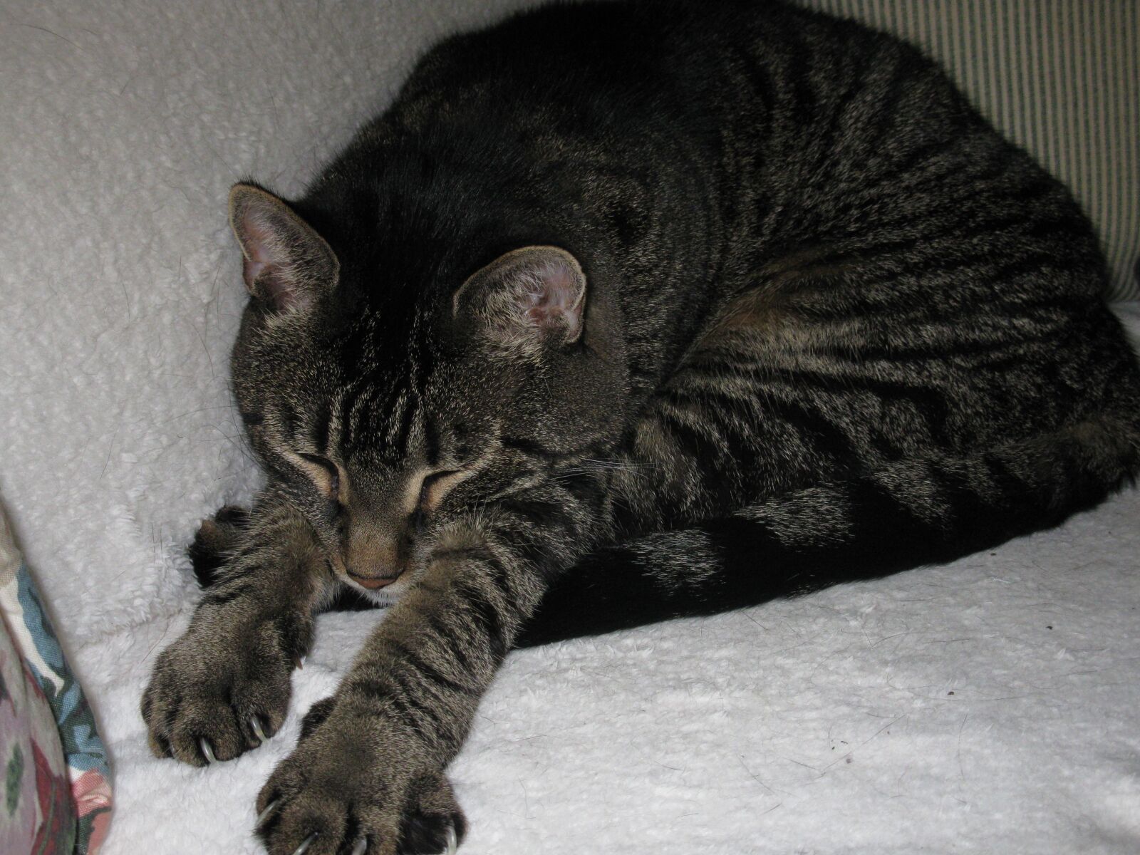 Canon PowerShot A2000 IS sample photo. Cat, sleeping, tabby photography