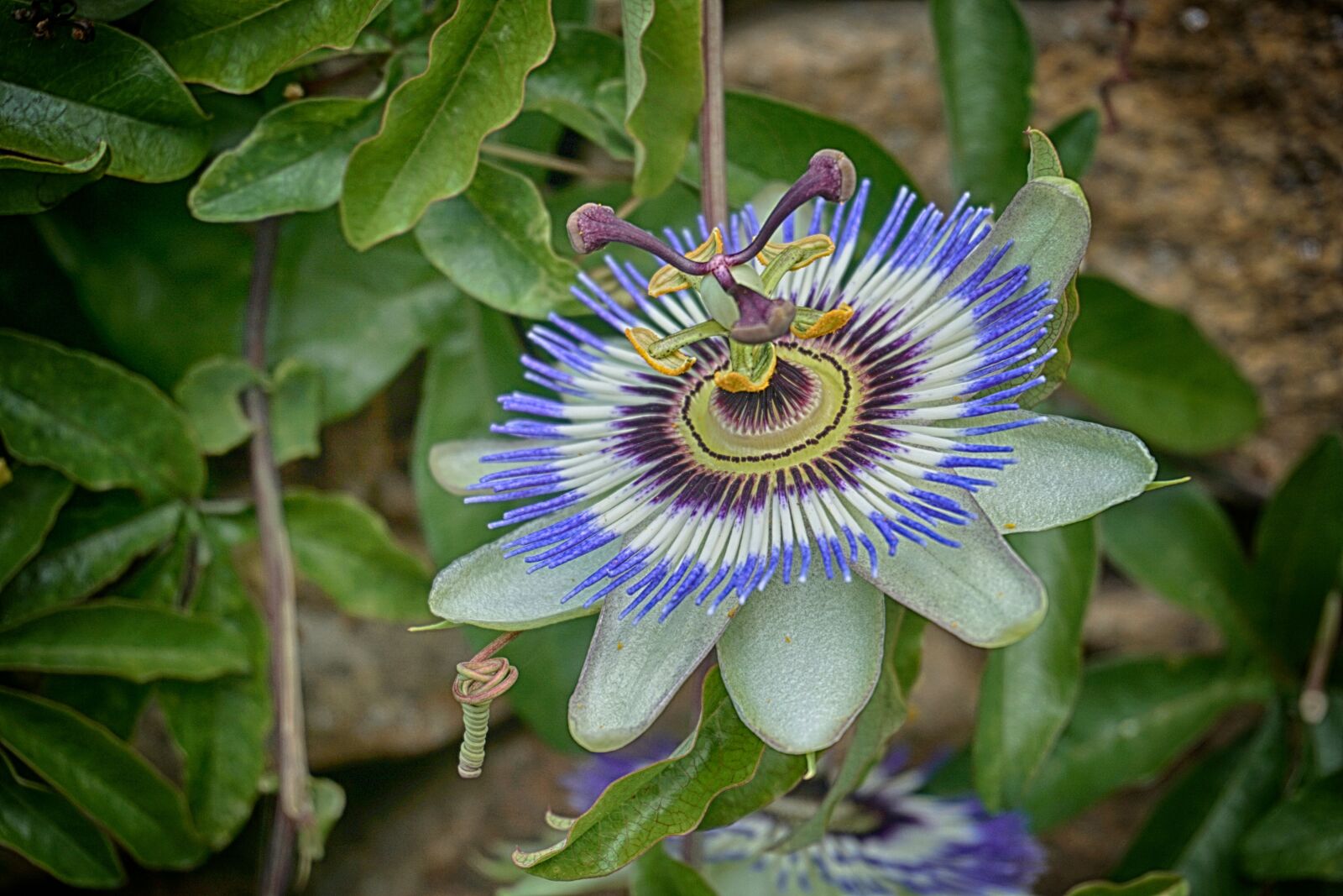 Sony a6000 sample photo. Flore, grimpante, plante, nature photography