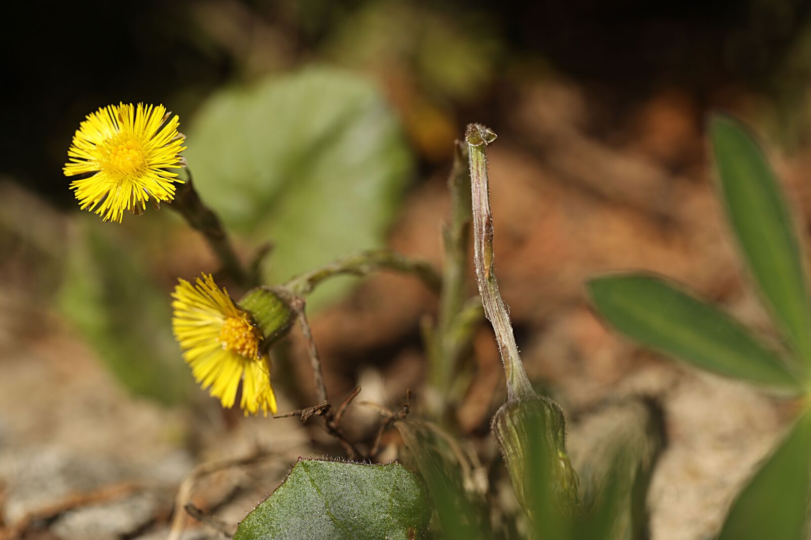 Canon EOS R sample photo. Coltsfoot, flower, spring photography