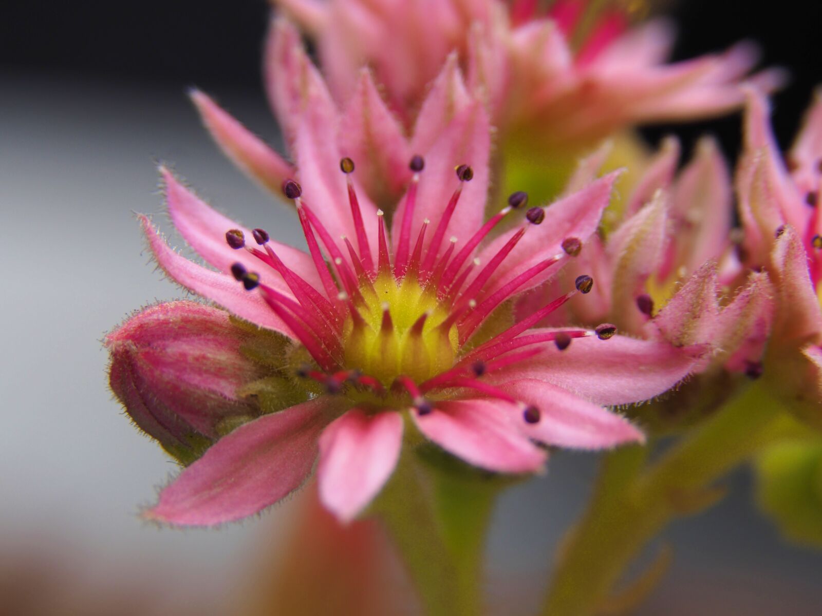 Olympus OM-D E-M10 II sample photo. Nature, flower, garden photography