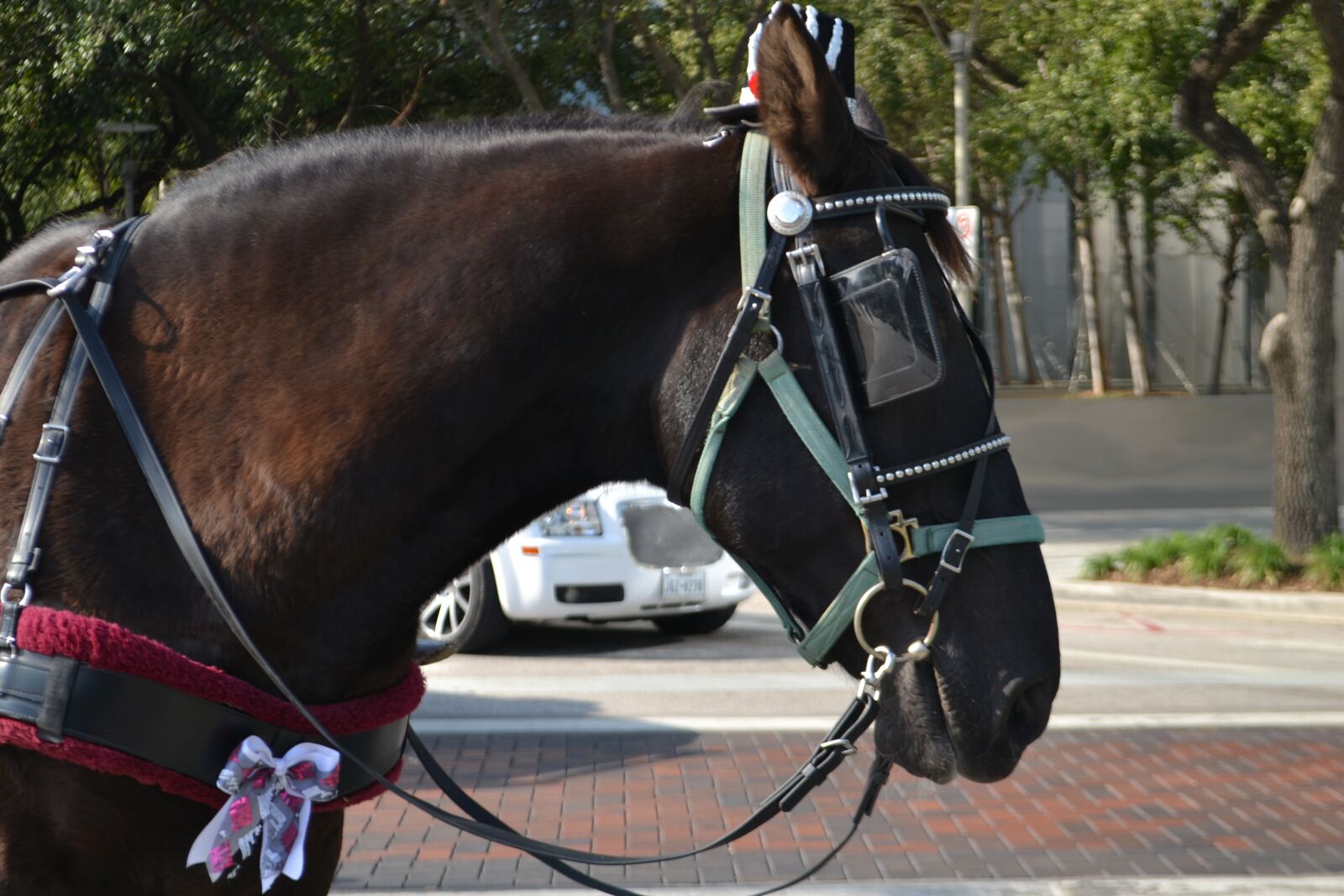 Nikon D3100 sample photo. Horse, harness, wagon photography