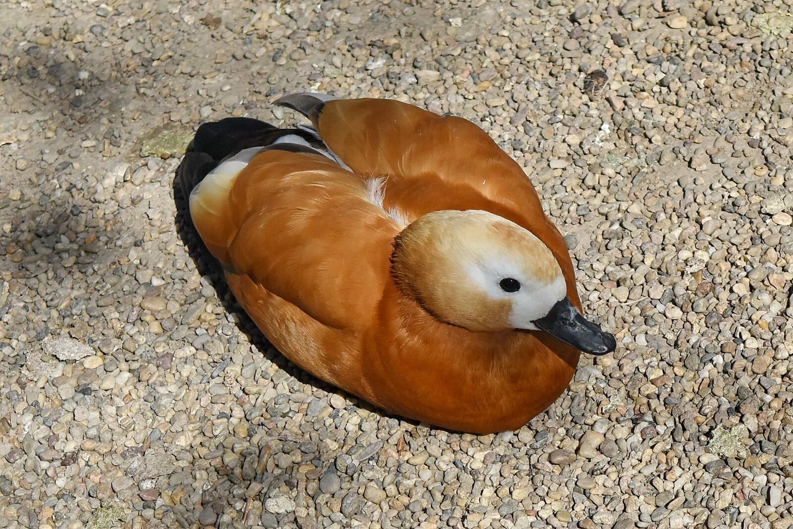 Nikon D5500 sample photo. Animal, aquatic bird, avian photography