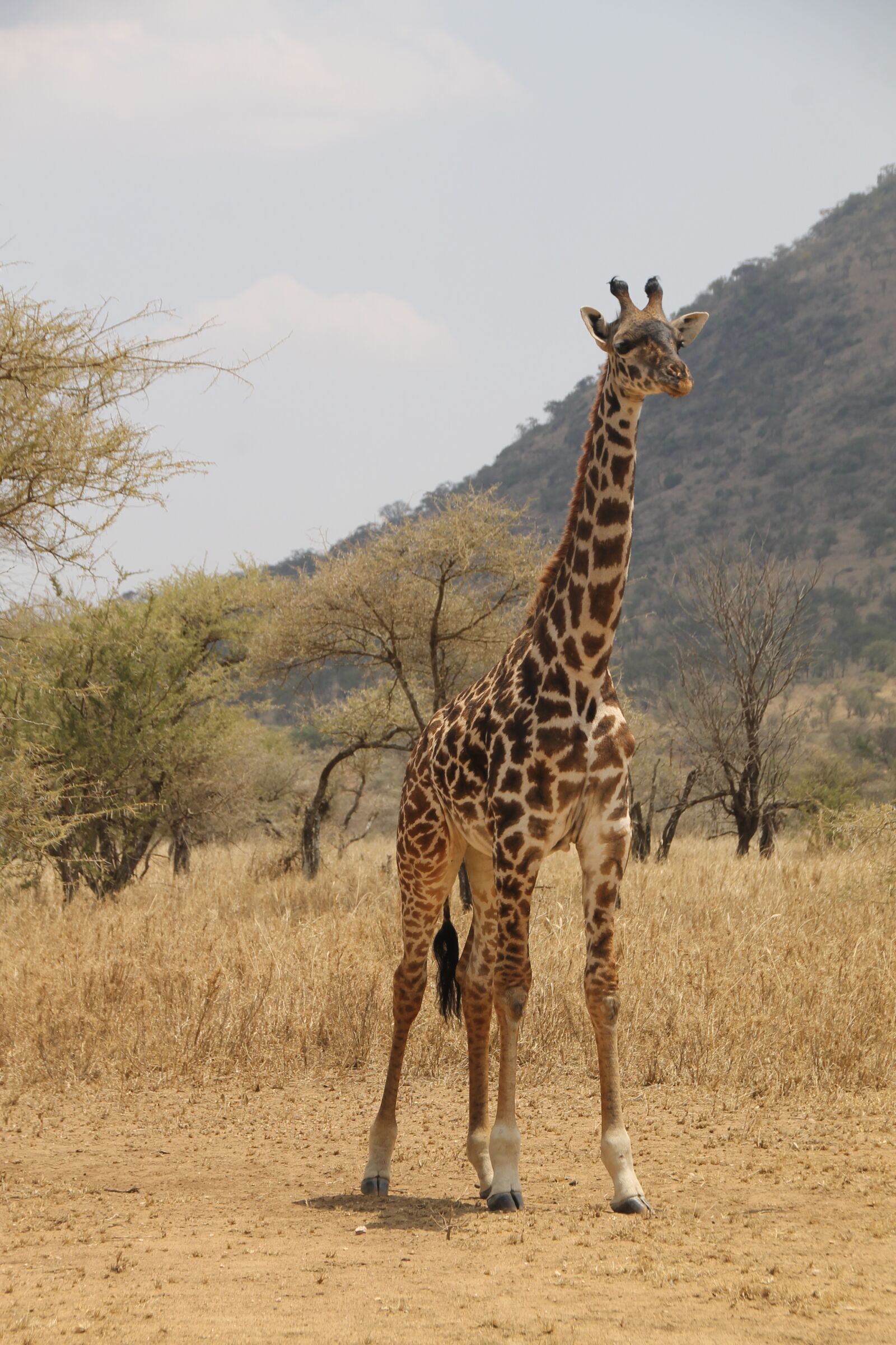 Canon EOS 1100D (EOS Rebel T3 / EOS Kiss X50) sample photo. Giraffe, tanzania, safari photography