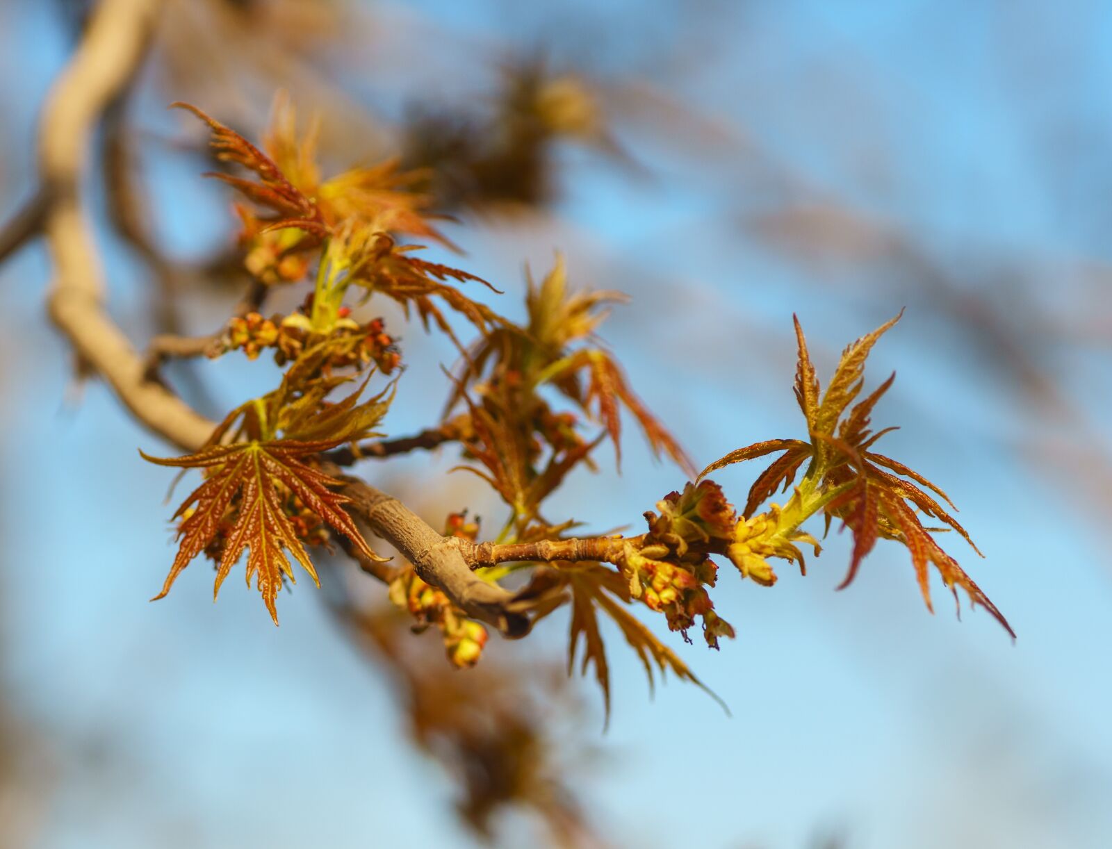 85mm F1.4 sample photo. Spring, maple, leaves photography