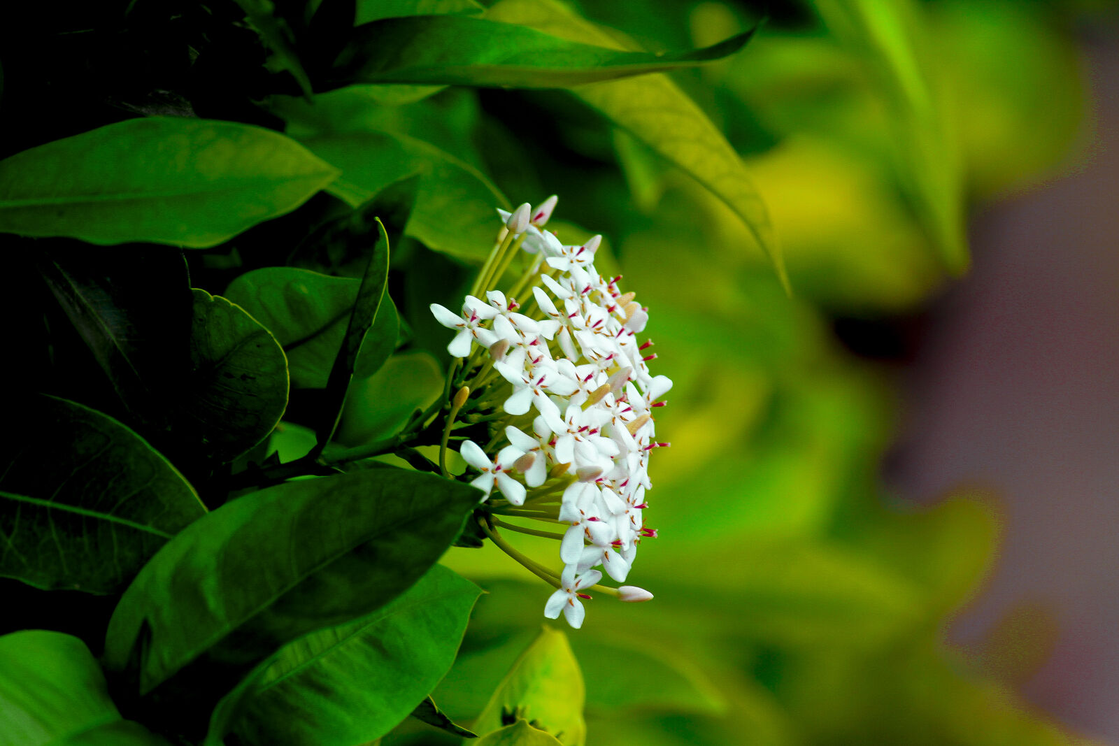 Canon EOS 1200D (EOS Rebel T5 / EOS Kiss X70 / EOS Hi) sample photo. Bloom, blooms, blossom, botanicalbeauty photography
