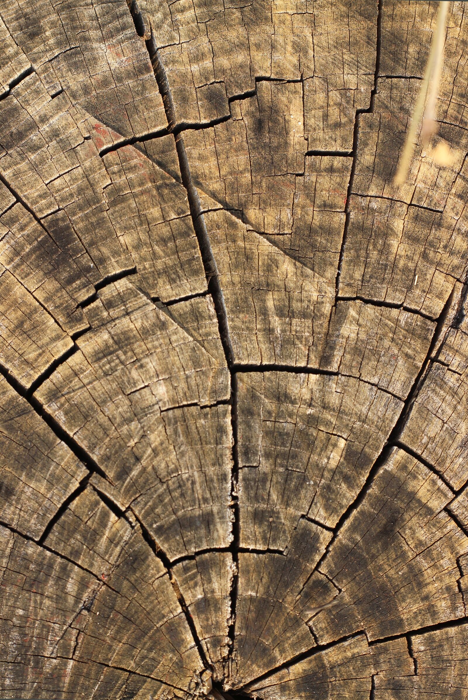 Canon EOS 600D (Rebel EOS T3i / EOS Kiss X5) + Canon EF 50mm F1.8 II sample photo. Wood, texture, background photography