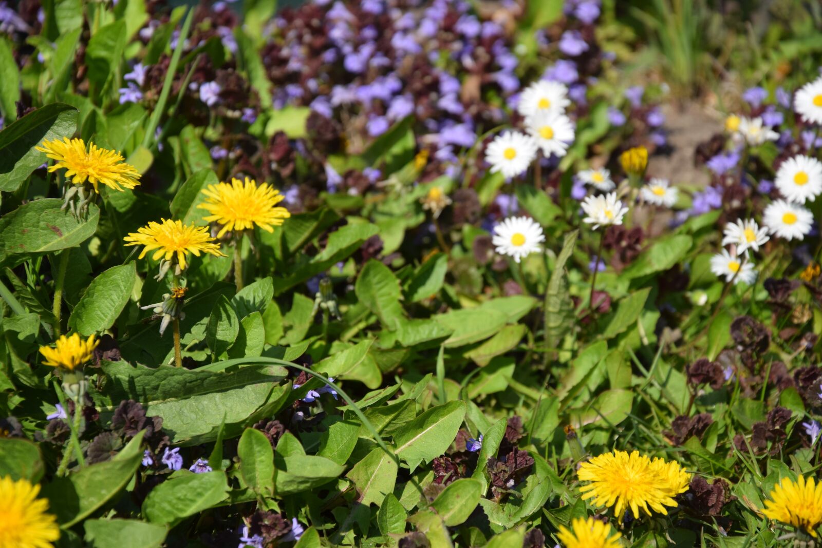 Nikon D5300 sample photo. Nuns, flower, nature photography