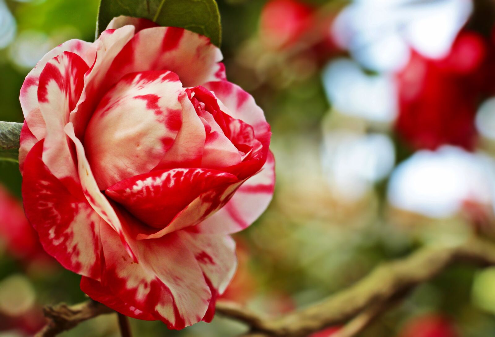Canon EOS 100D (EOS Rebel SL1 / EOS Kiss X7) sample photo. Camellia, camellia flower, flower photography