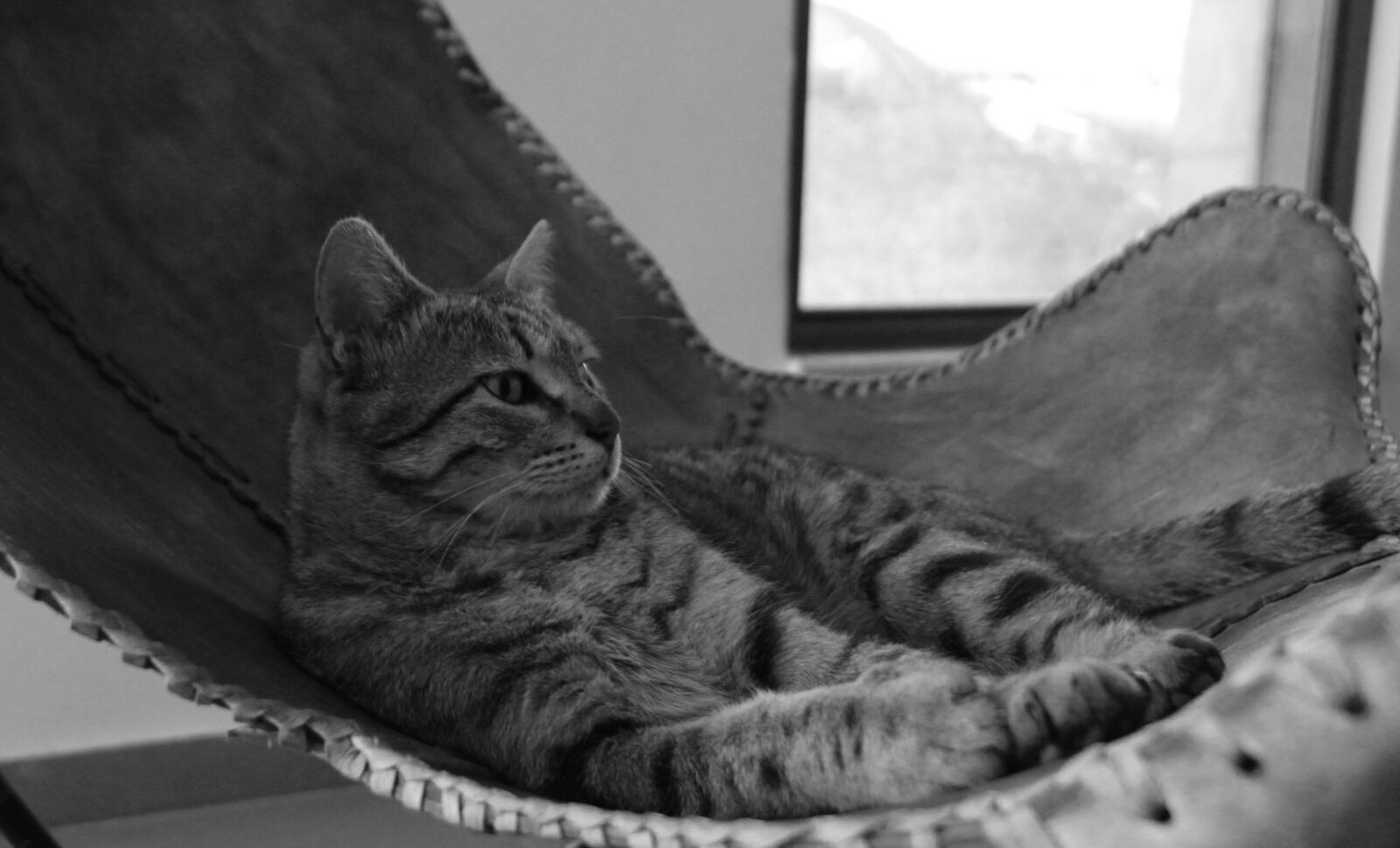 Canon EOS 550D (EOS Rebel T2i / EOS Kiss X4) sample photo. Cat, pet, siting photography