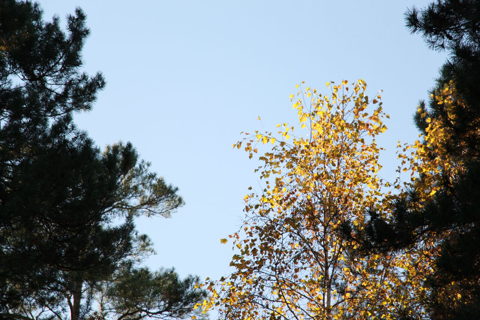 Canon EOS 650D (EOS Rebel T4i / EOS Kiss X6i) + Canon EF-S 18-135mm F3.5-5.6 IS STM sample photo. Autumn, birch, forest photography