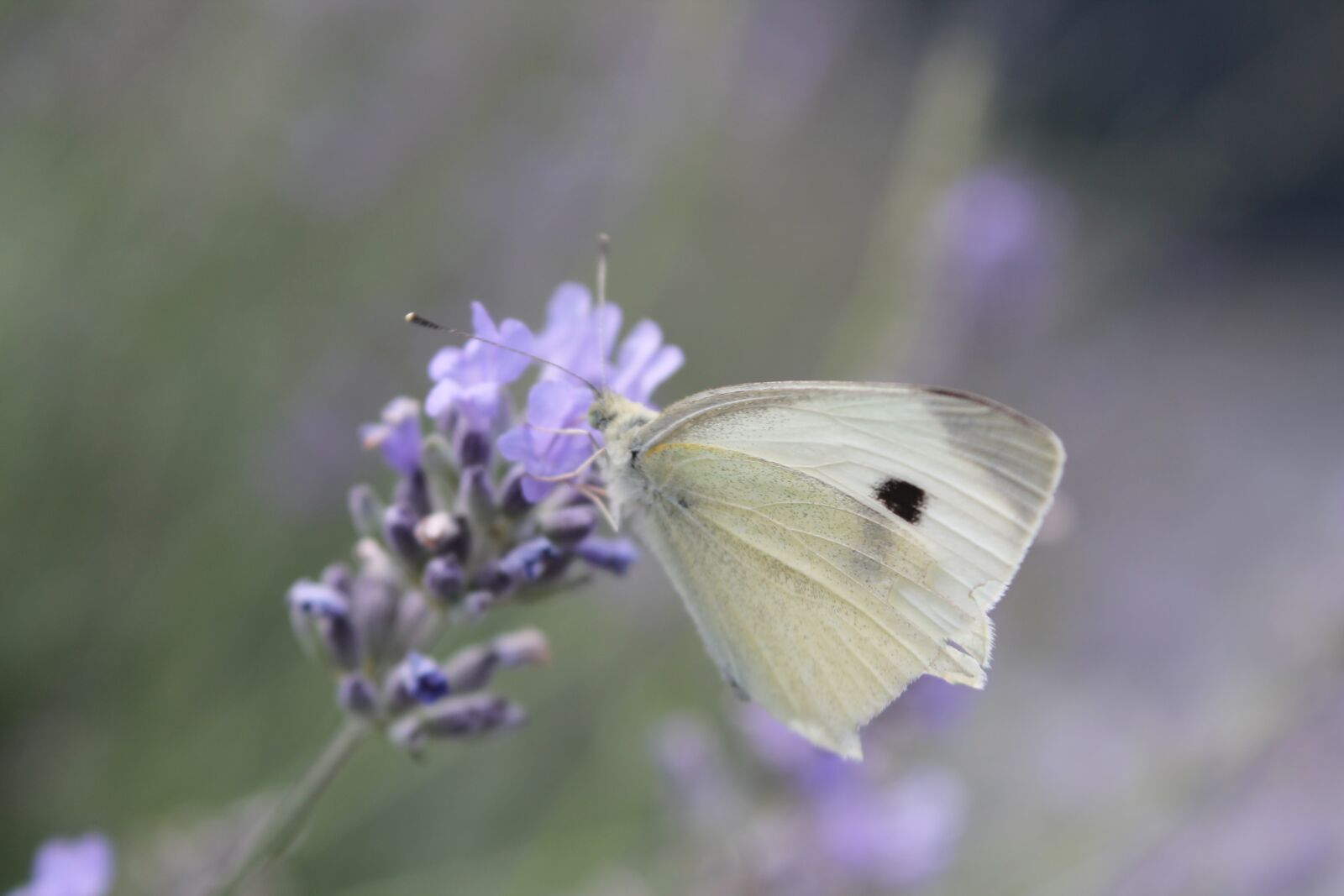 Canon EOS 1100D (EOS Rebel T3 / EOS Kiss X50) sample photo. Butterfly, lavender, bug photography