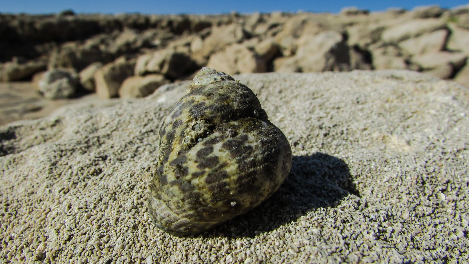 Canon PowerShot SX400 IS sample photo. Shell, crab shell, sea photography
