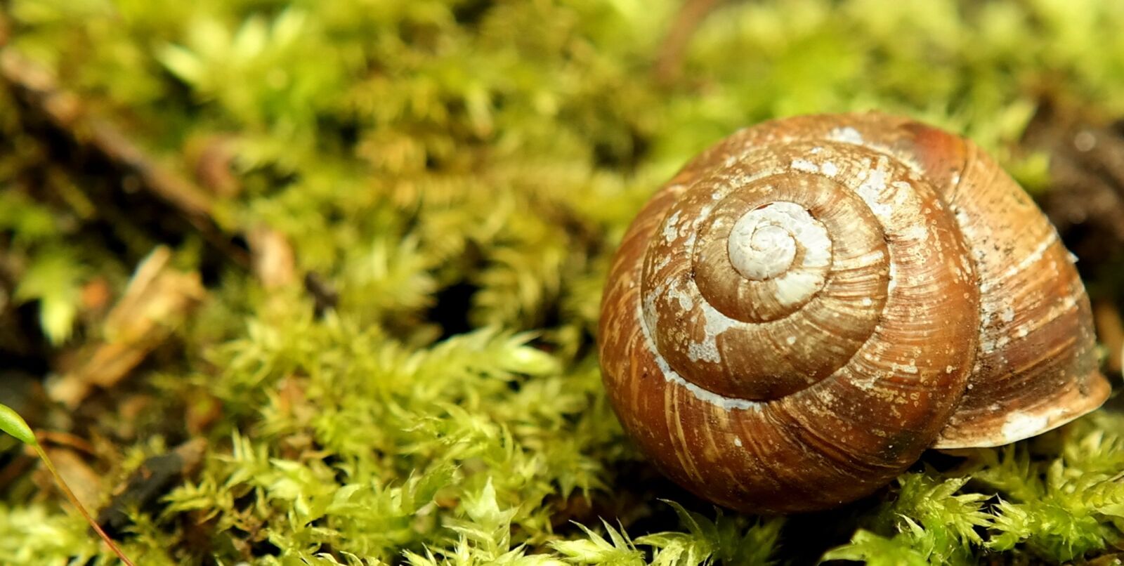 Samsung NX300M sample photo. Snail, shell, green photography