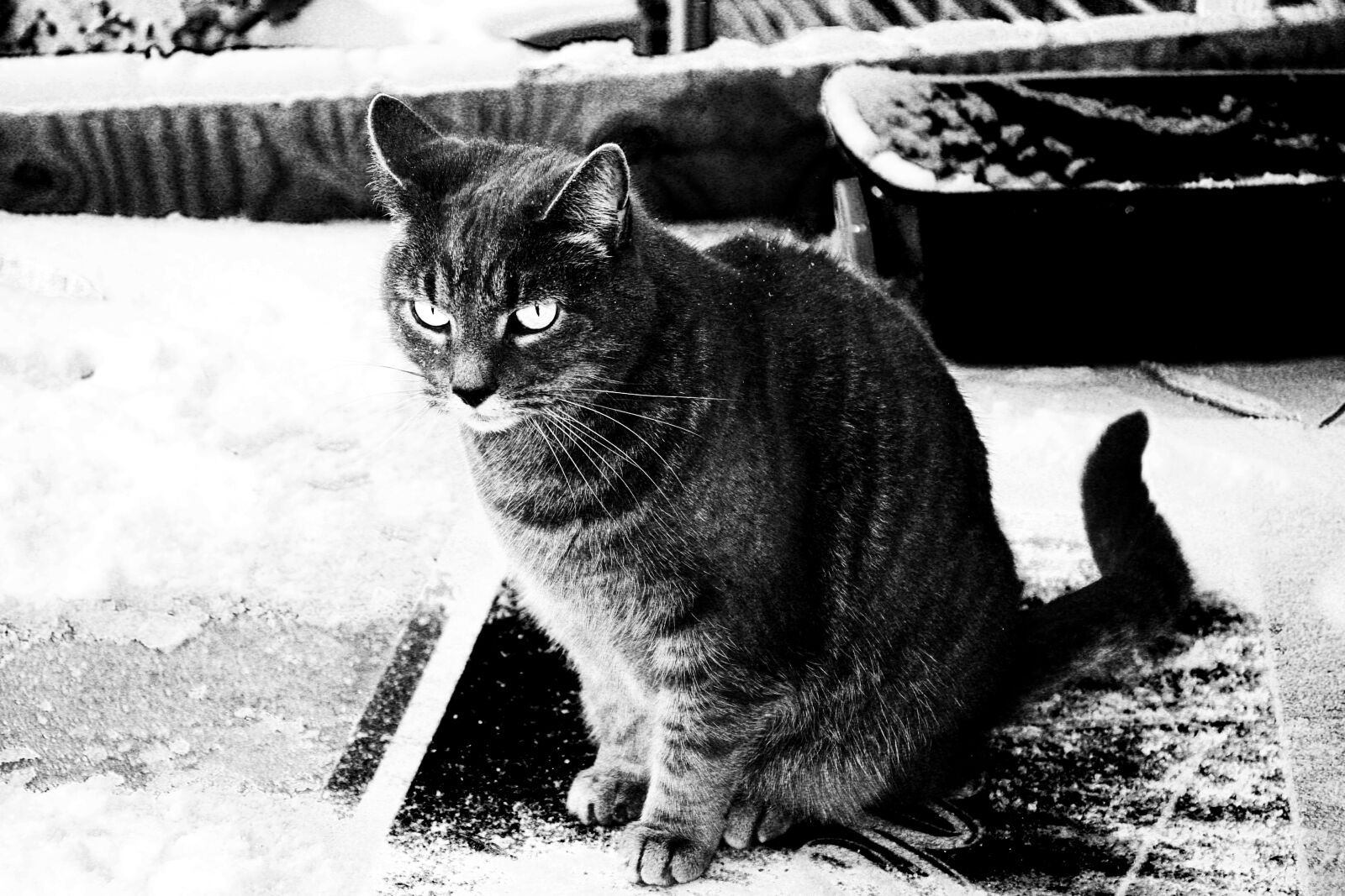 Canon EOS 1000D (EOS Digital Rebel XS / EOS Kiss F) sample photo. Black, and, white, cat photography