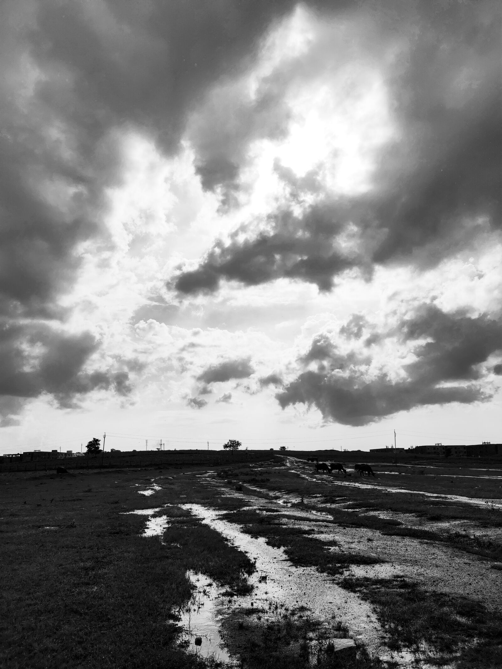 Realme XT sample photo. Black and white, nature photography