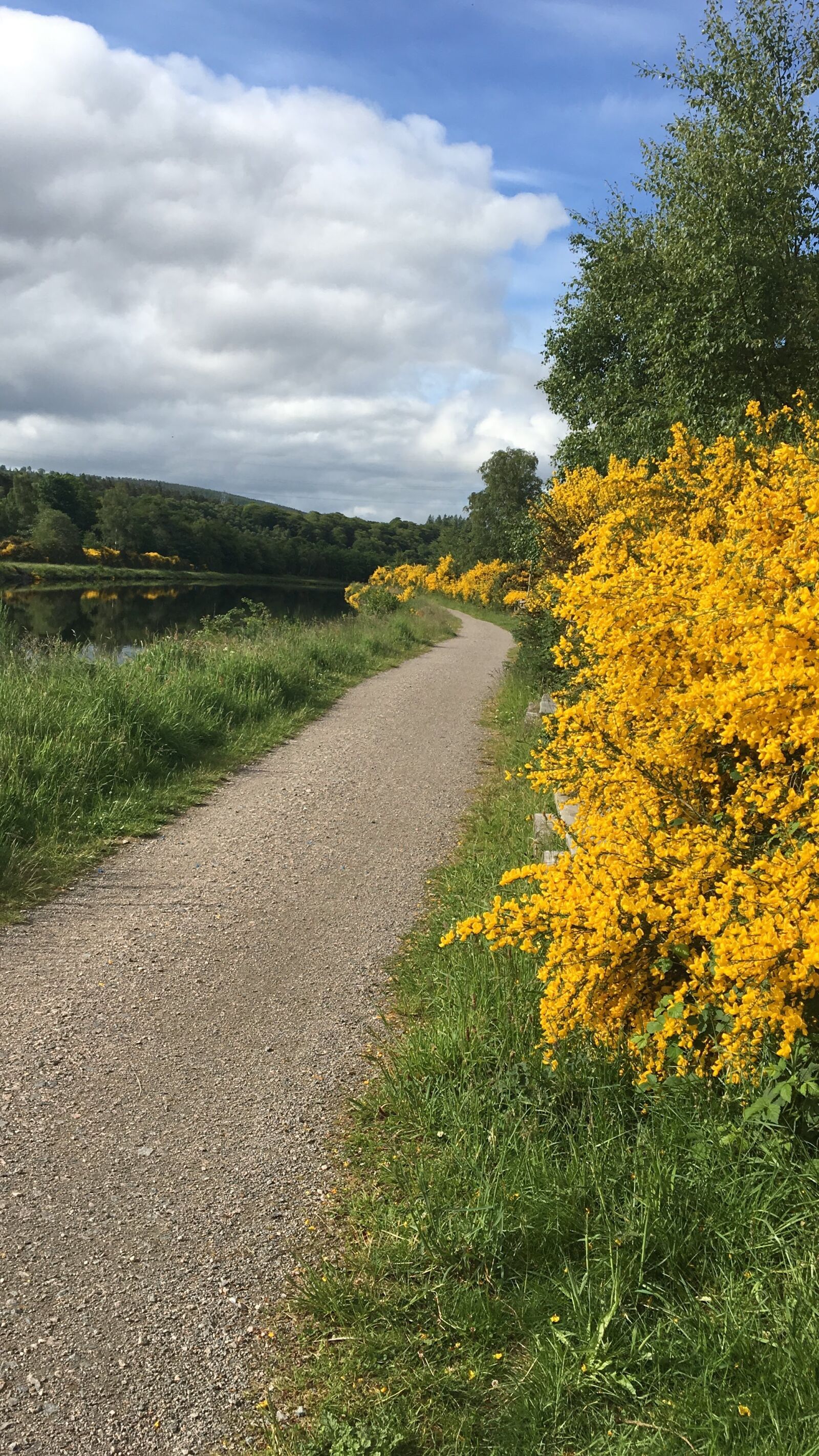 Apple iPhone 6s sample photo. Canal bank foliage, yellow photography