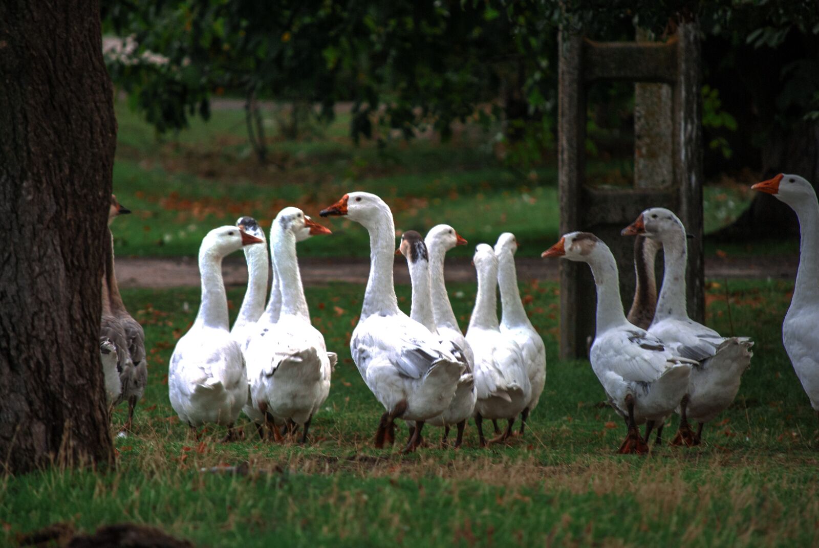 Nikon D60 sample photo. Geese, bird, farm photography