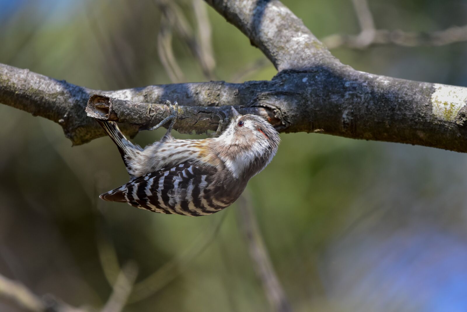 Nikon D7200 sample photo. Animal, forest, wood photography